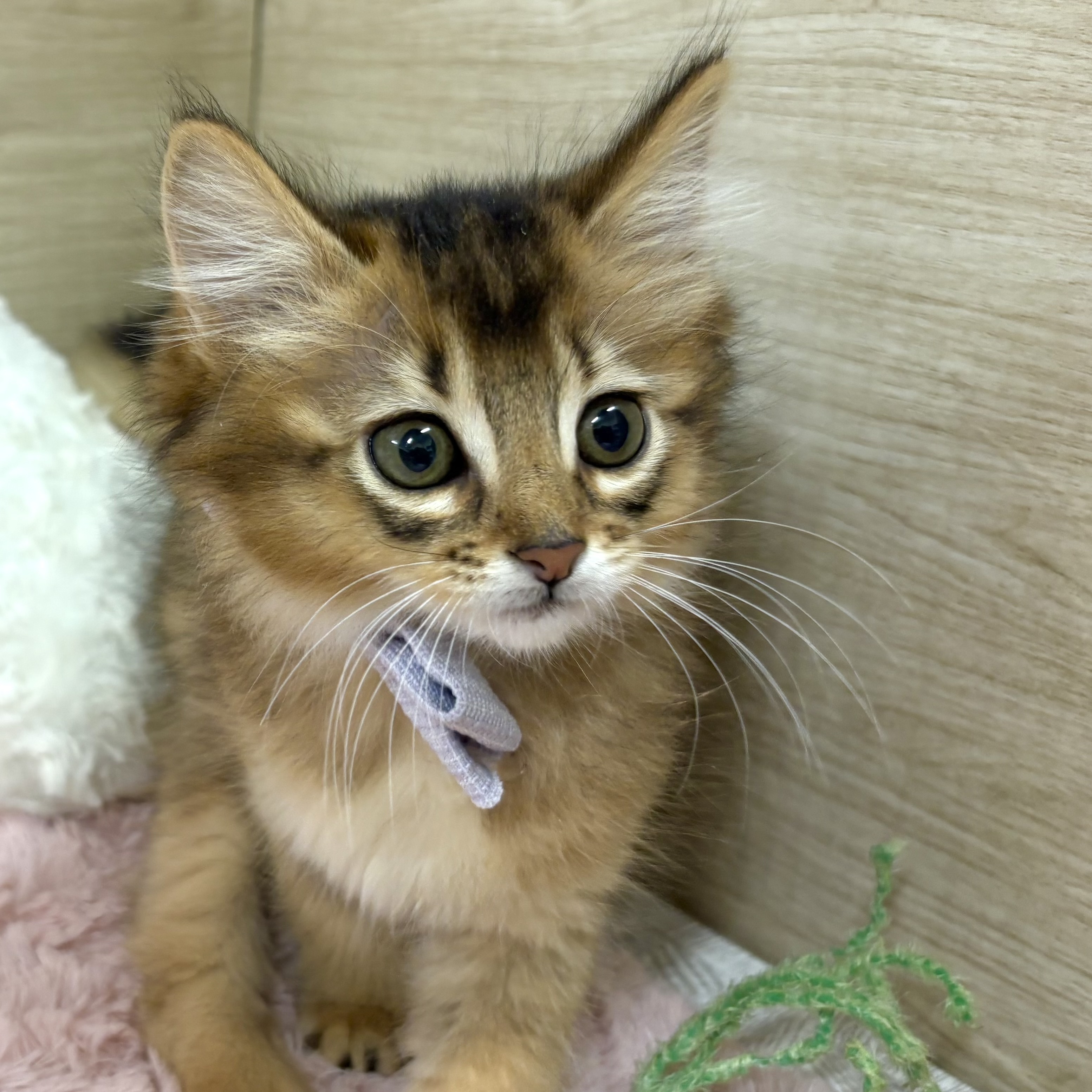 大阪府のソマリ (犬の家＆猫の里そよら東岸和田店/2026年1月18日生まれ/男の子/ルディ)の子猫の4枚目の画像
