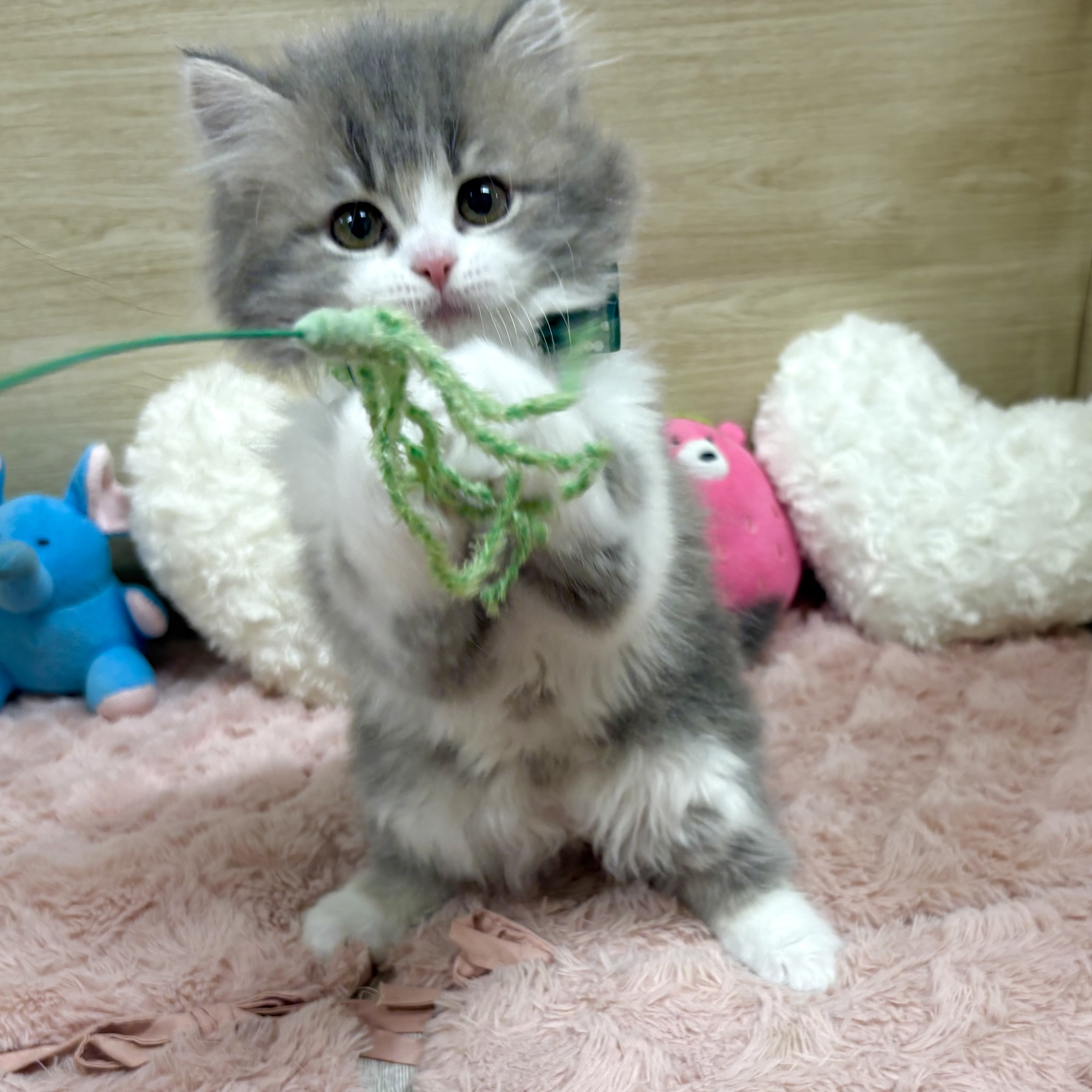 大阪府のラガマフィン (犬の家＆猫の里そよら東岸和田店/2026年1月24日生まれ/男の子/ブルータビーホワイト)の子猫の4枚目の画像