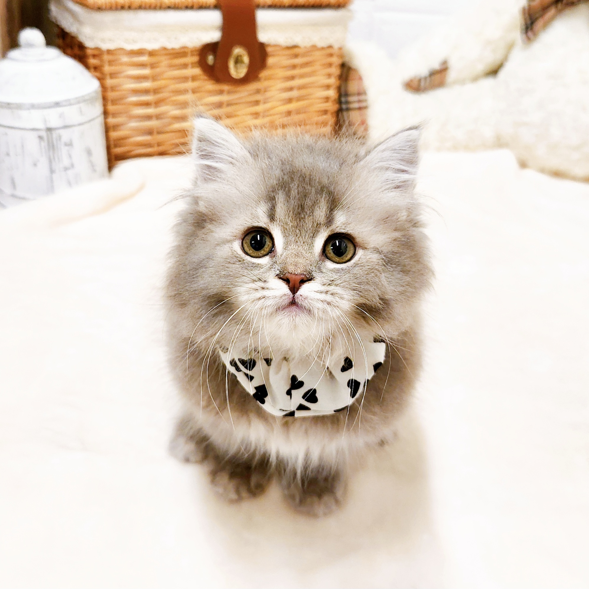 滋賀県のラガマフィン (犬の家＆猫の里近江八幡店/2026年1月24日生まれ/男の子/ブルータビー)の子猫の4枚目の画像