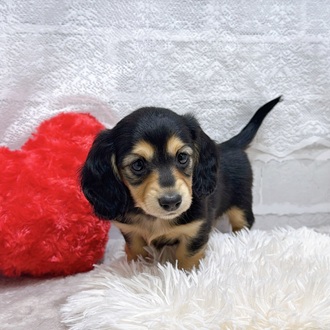 滋賀県のミニチュアダックスフンド(ロング) (犬の家＆猫の里長浜店/2026年1月29日生まれ/女の子/ブラックタン)の子犬の4枚目の画像