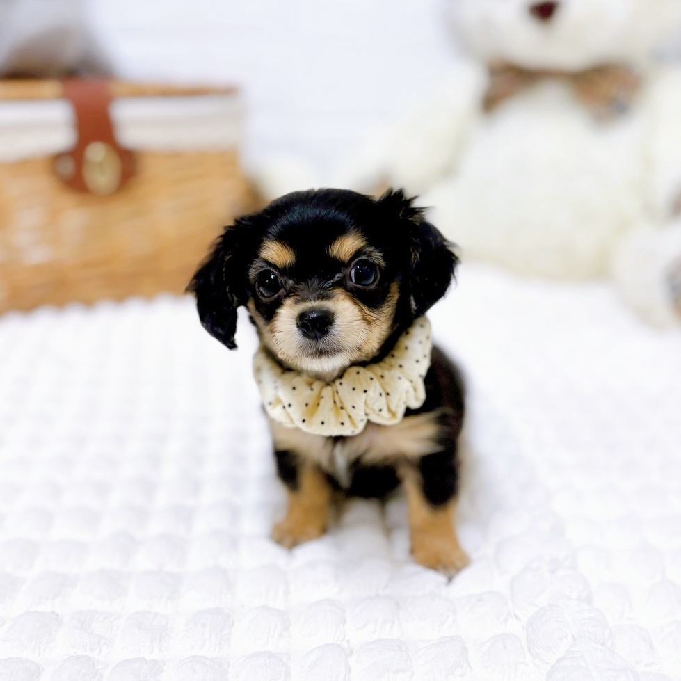 滋賀県のチワックス(チワワ×ダックス) (犬の家＆猫の里近江八幡店/2026年1月28日生まれ/女の子/ブラックタン)の子犬の4枚目の画像