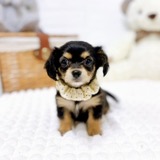 滋賀県のチワックス(チワワ×ダックス) (犬の家＆猫の里近江八幡店/2026年1月28日生まれ/女の子/ブラックタン)の子犬の4枚目の画像