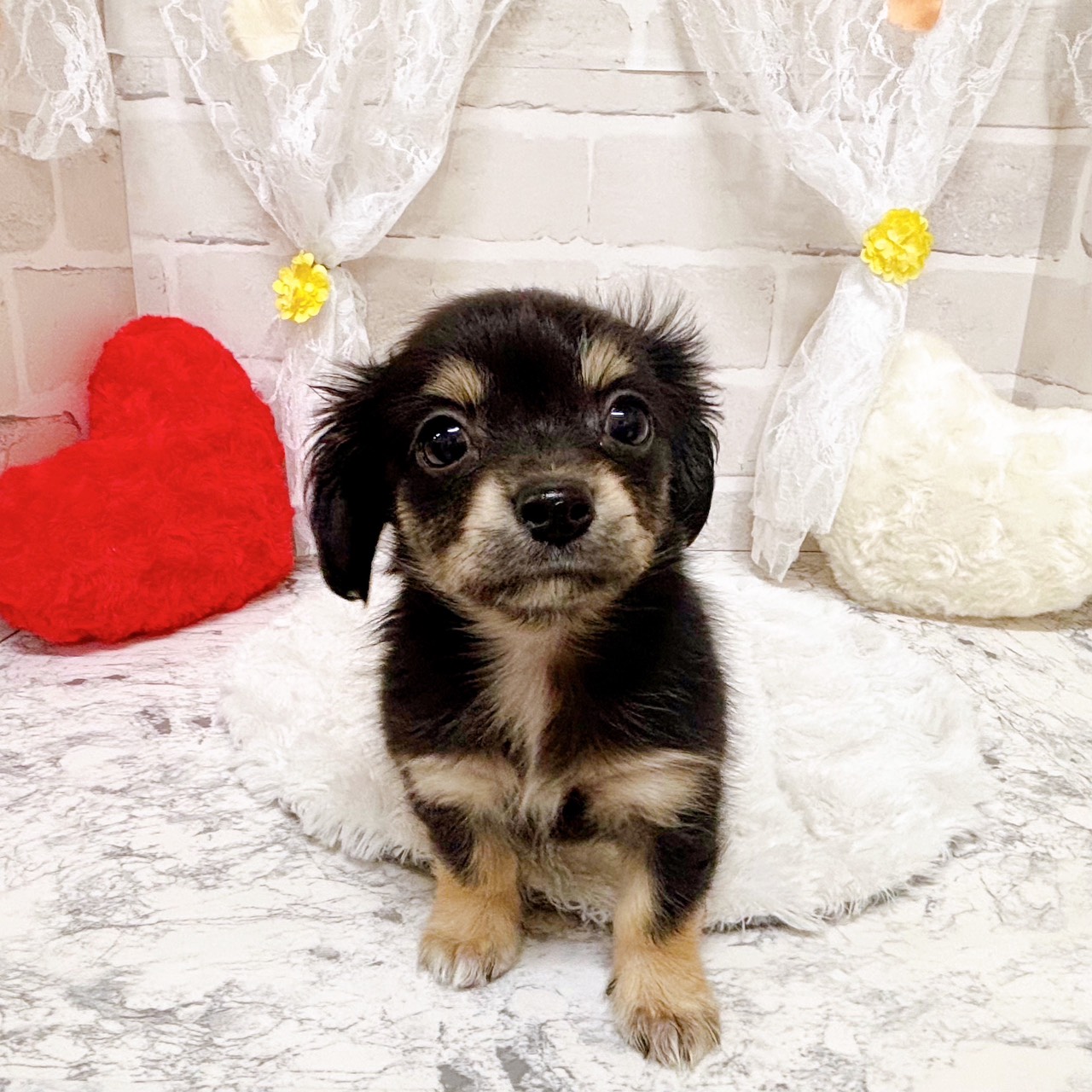 京都府のチワックス(チワワ×ダックス) (犬の家＆猫の里京都精華店/2026年1月28日生まれ/女の子/ブラッククリーム)の子犬の1枚目の画像
