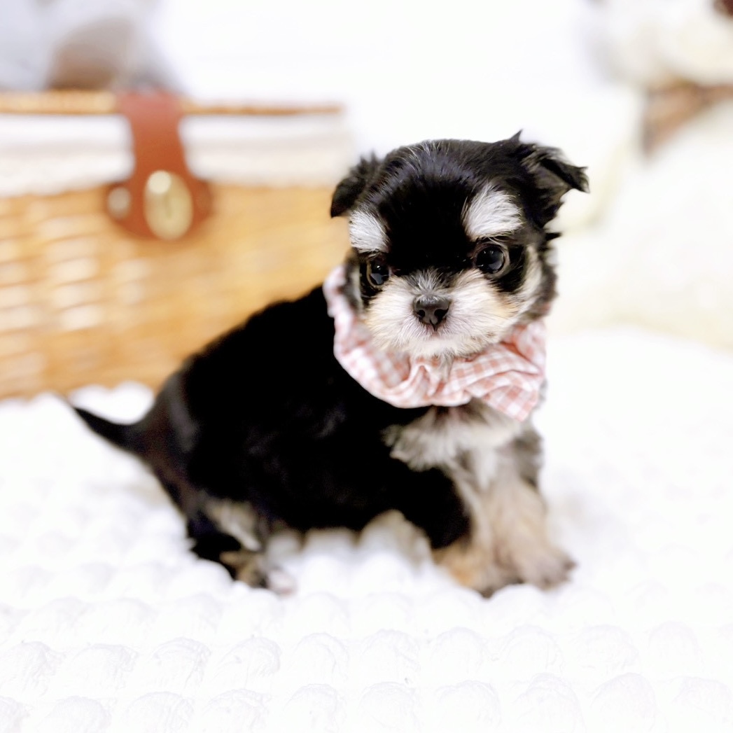 滋賀県のチワマル/マルチワ(チワワ×マルチーズ) (犬の家＆猫の里近江八幡店/2026年1月29日生まれ/女の子/ブラッククリーム)の子犬の4枚目の画像