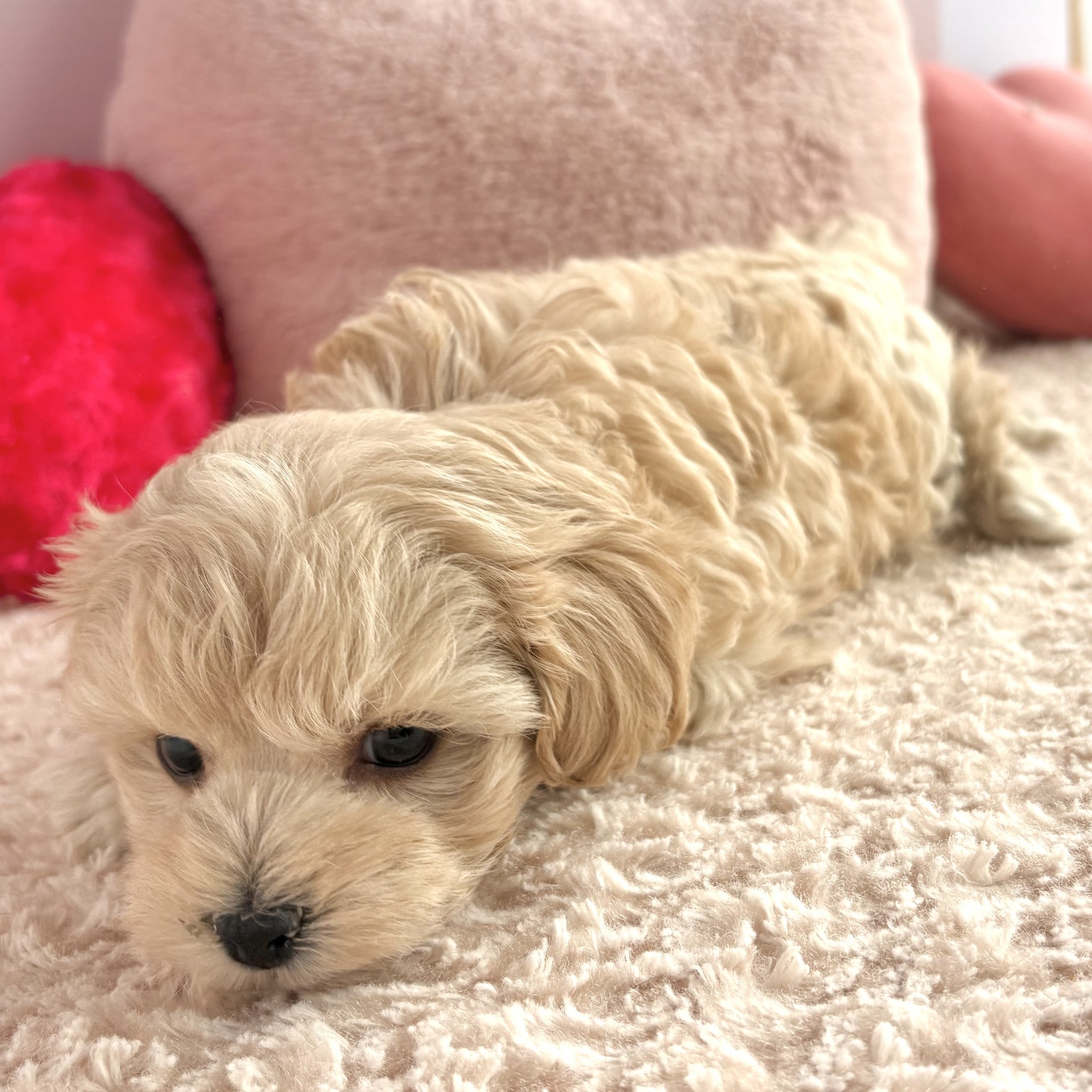 岡山県のマルプー(マルチーズ×プードル) (犬の家＆猫の里倉敷中庄店/2026年1月28日生まれ/女の子/クリーム)の子犬の4枚目の画像
