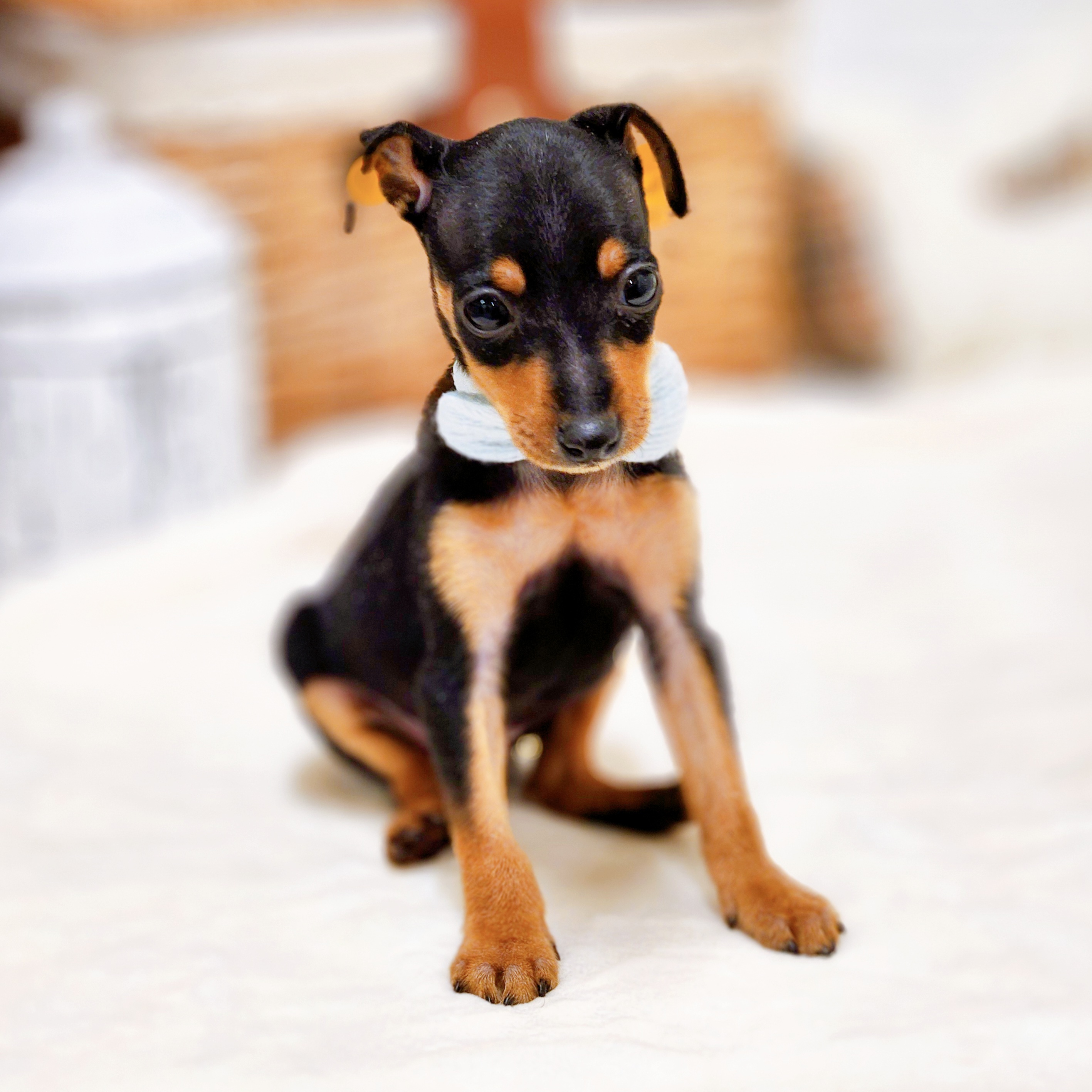 滋賀県のミニチュアピンシャー (犬の家＆猫の里近江八幡店/2026年1月28日生まれ/男の子/ブラックタン)の子犬の4枚目の画像