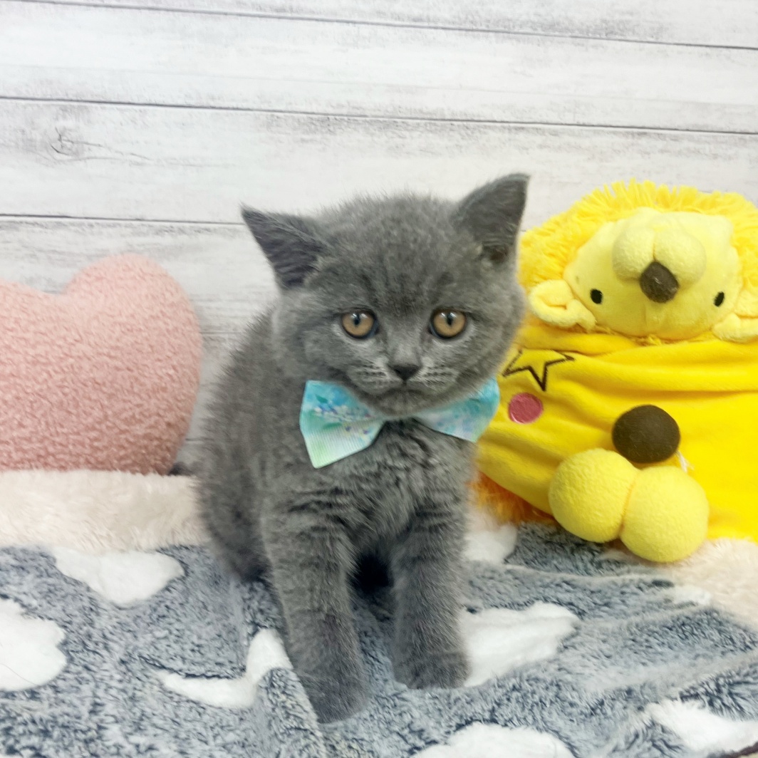 兵庫県のブリティッシュショートヘアー (犬の家＆猫の里川西店/2026年1月26日生まれ/女の子/ブルー)の子猫の4枚目の画像