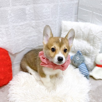 滋賀県のウェルシュコーギーペンブローク (犬の家＆猫の里長浜店/2026年1月27日生まれ/女の子/レッドホワイト)の子犬の4枚目の画像