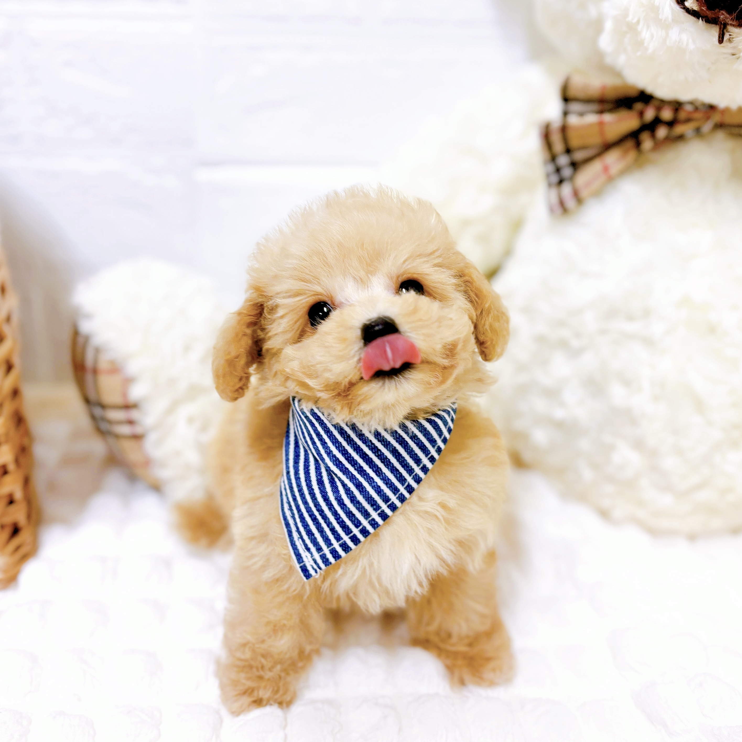 滋賀県のトイプードル(トイ) (犬の家＆猫の里近江八幡店/2026年1月29日生まれ/男の子/ペールフォーン)の子犬の4枚目の画像