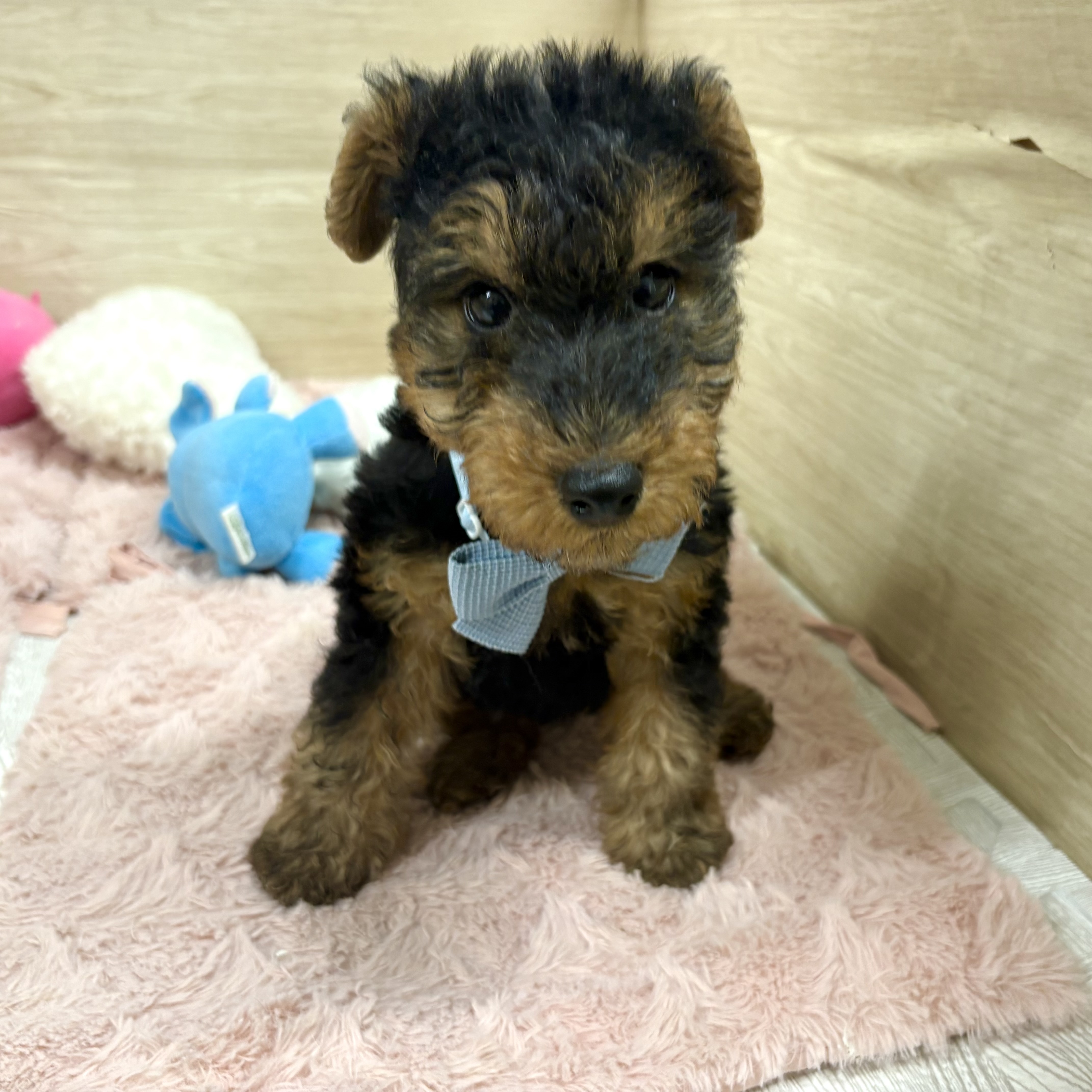 大阪府のウェルシュテリア (犬の家＆猫の里そよら東岸和田店/2026年1月25日生まれ/男の子/ブラックタン)の子犬の4枚目の画像