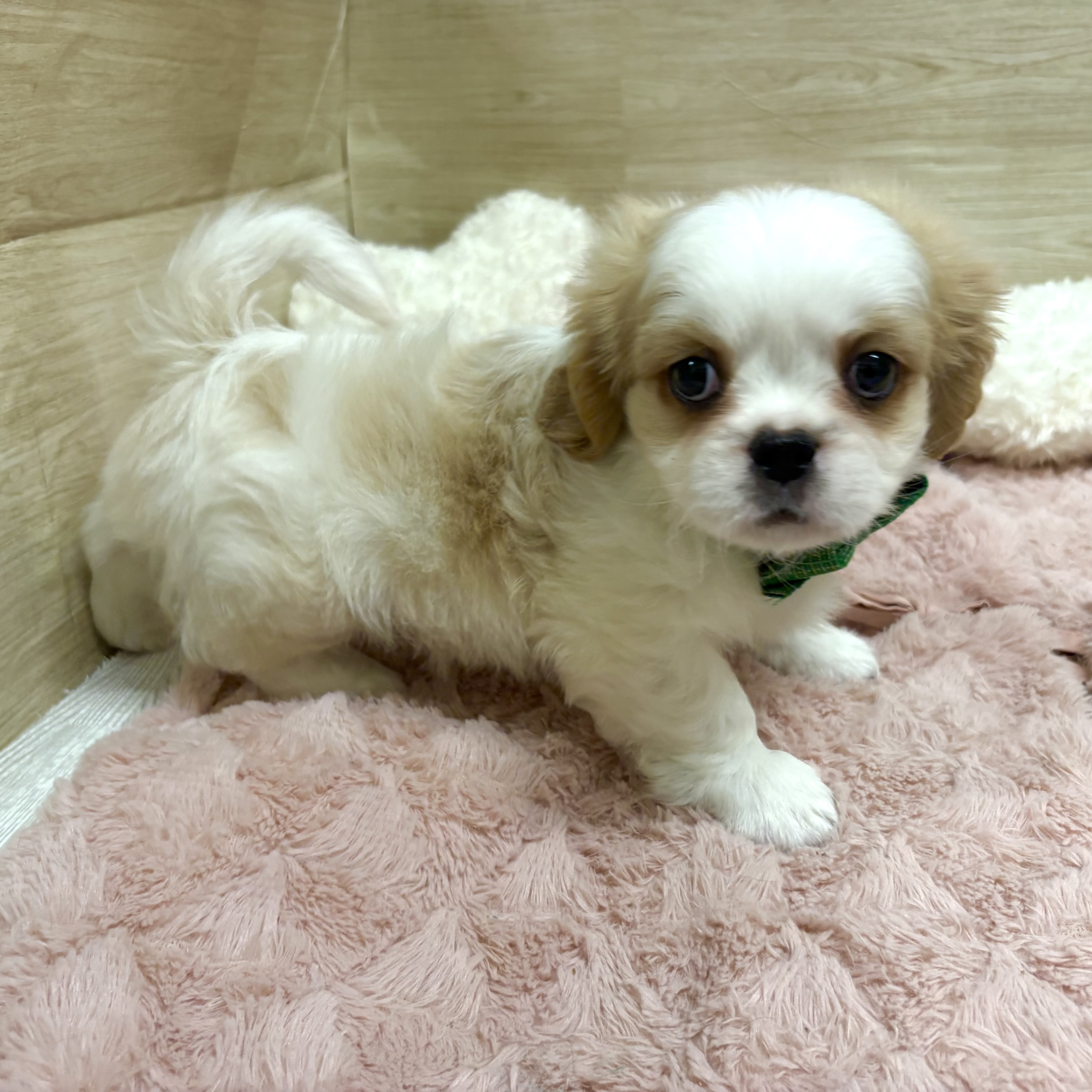 大阪府のハーフ犬・ミックス犬 (犬の家＆猫の里そよら東岸和田店/2026年1月29日生まれ/男の子/クリームホワイト)の子犬の4枚目の画像