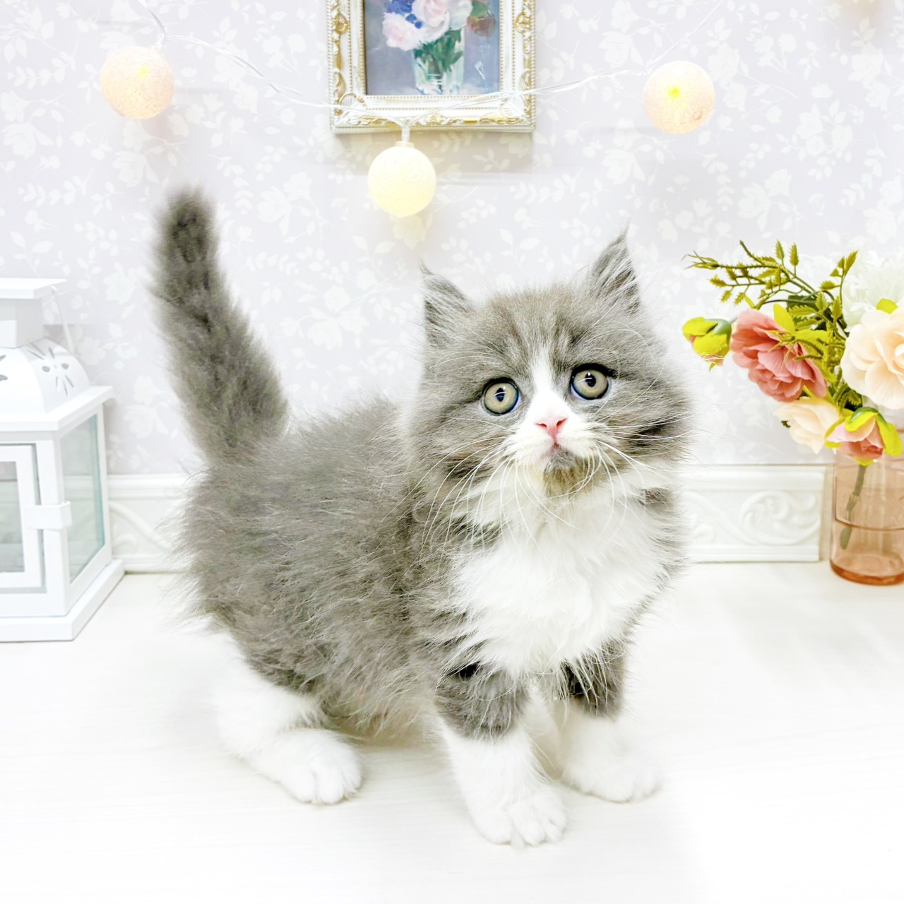 富山県のスコティッシュフォールド (犬の家＆猫の里アミーゴ山室店/2026年1月26日生まれ/男の子/ブルータビーホワイト)の子猫の4枚目の画像