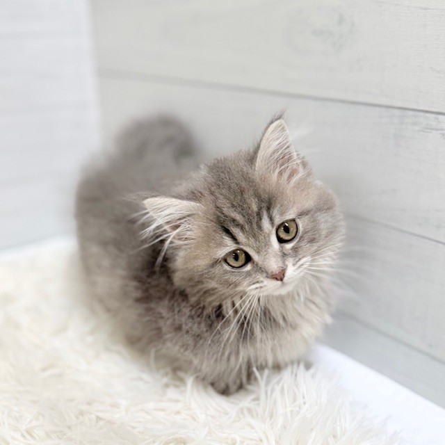 愛知県のマンチカン (犬の家＆猫の里豊田店/2026年1月25日生まれ/女の子/ブルーパッチドタビー)の子猫の4枚目の画像