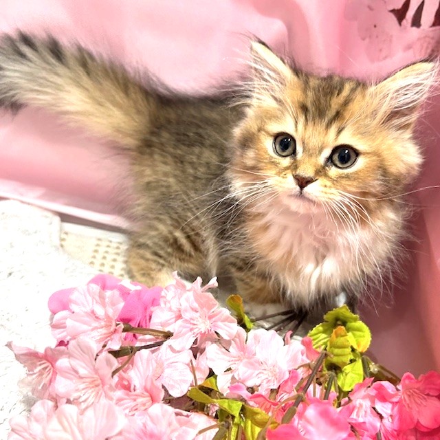 福岡県のサイベリアン (犬の家＆猫の里トリアス久山店/2026年1月27日生まれ/男の子/ブラウンタビーホワイト)の子猫の4枚目の画像