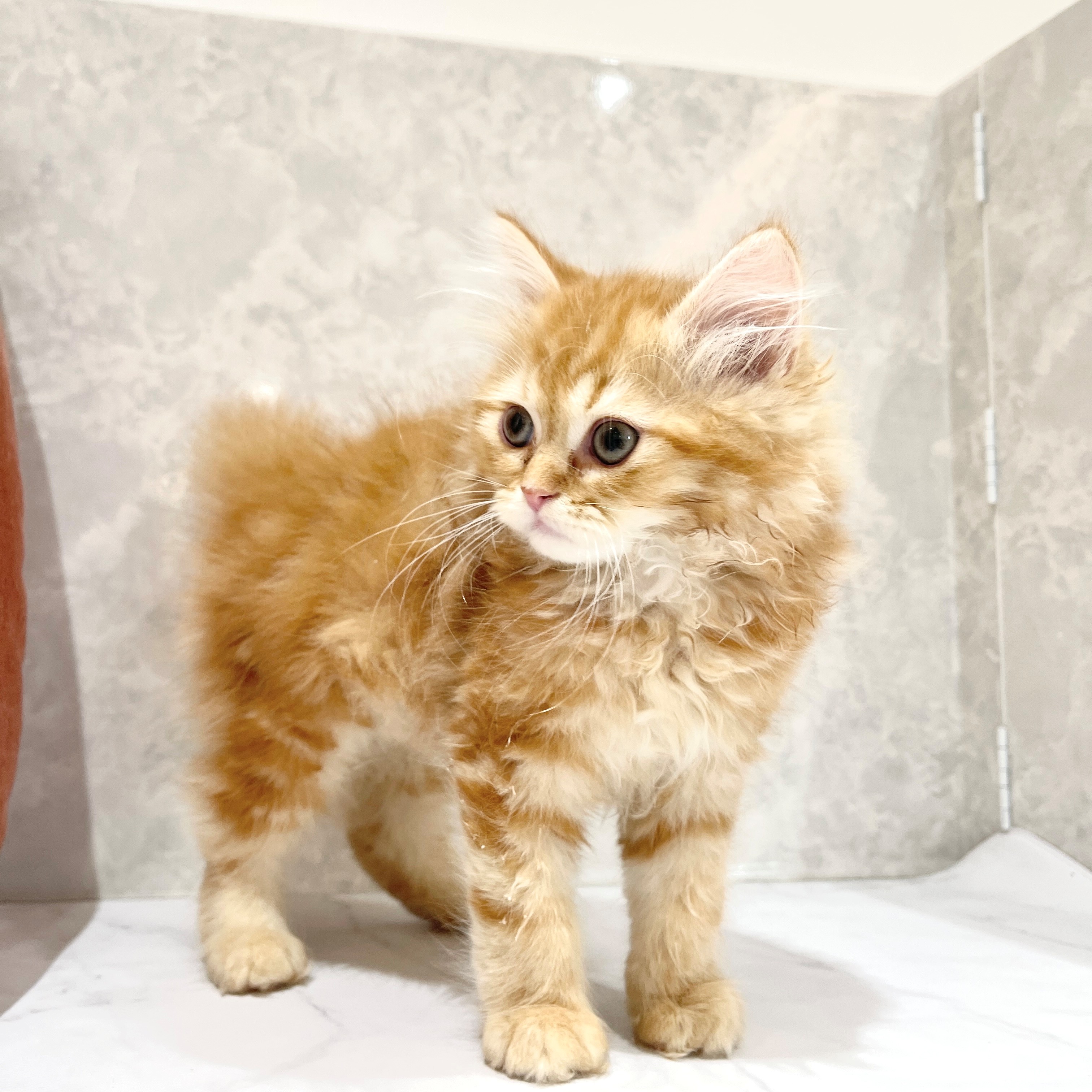 福岡県のサイベリアン (犬の家＆猫の里くりえいと宗像店/2026年1月26日生まれ/男の子/レッドタビーホワイト)の子猫の4枚目の画像