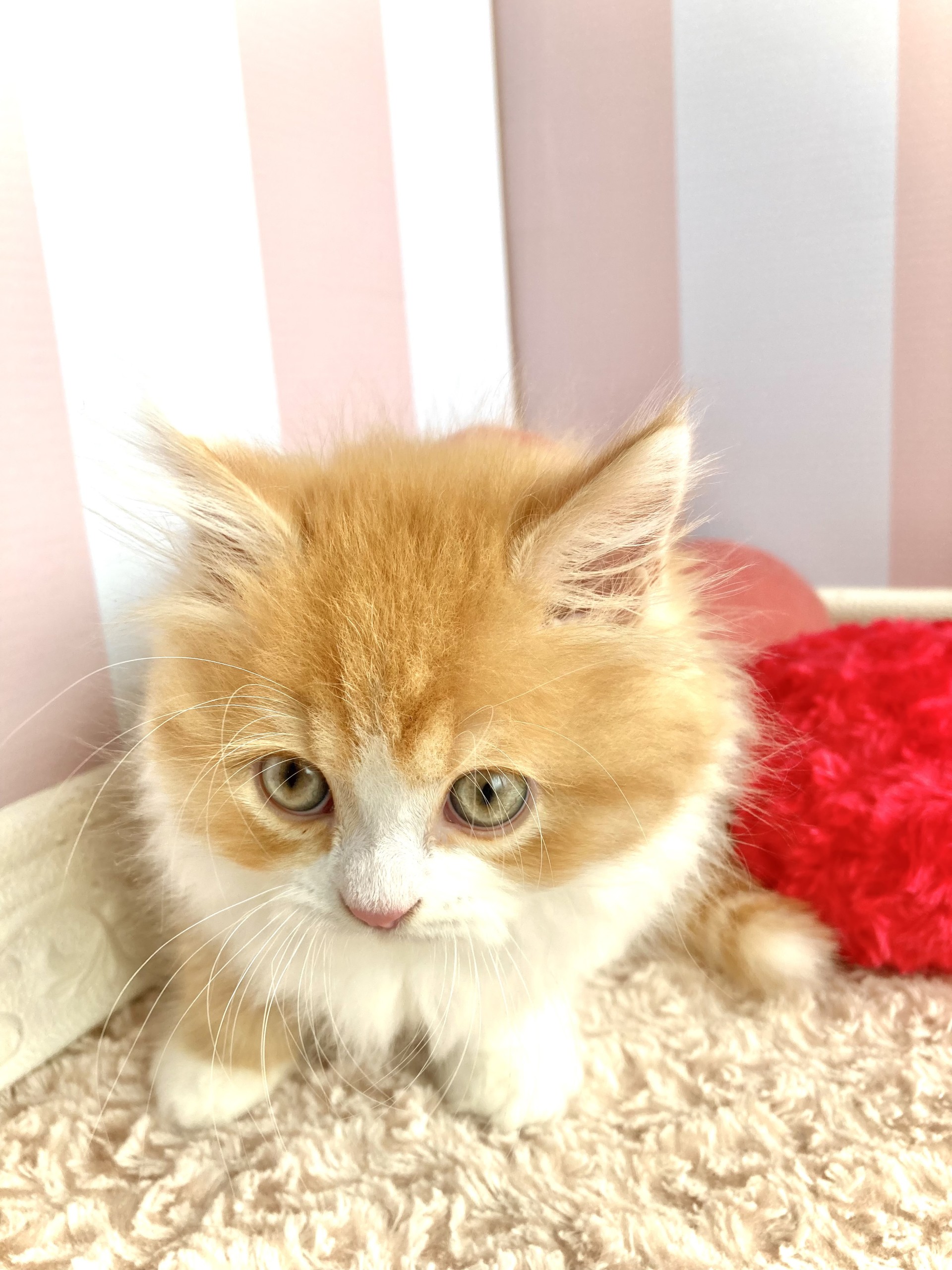 岡山県のミヌエット (犬の家＆猫の里倉敷中庄店/2026年1月28日生まれ/男の子/レッドタビーホワイト)の子猫の4枚目の画像