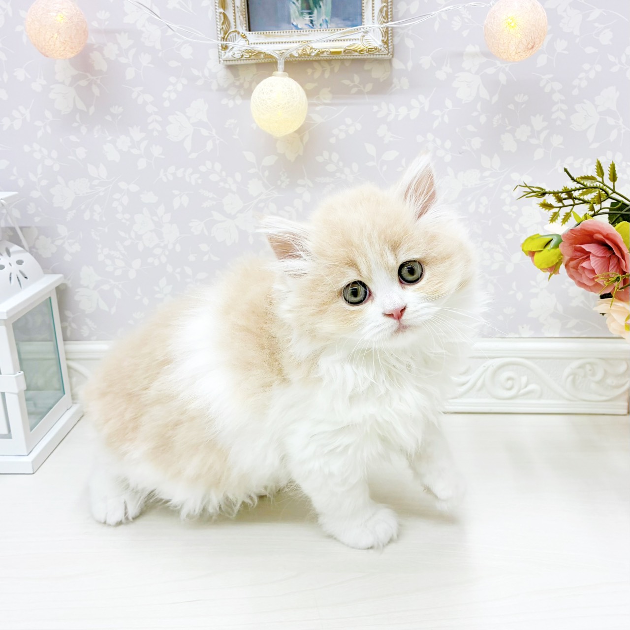 富山県のミヌエット (犬の家＆猫の里アミーゴ山室店/2026年1月28日生まれ/男の子/クリームタビーホワイト)の子猫の4枚目の画像