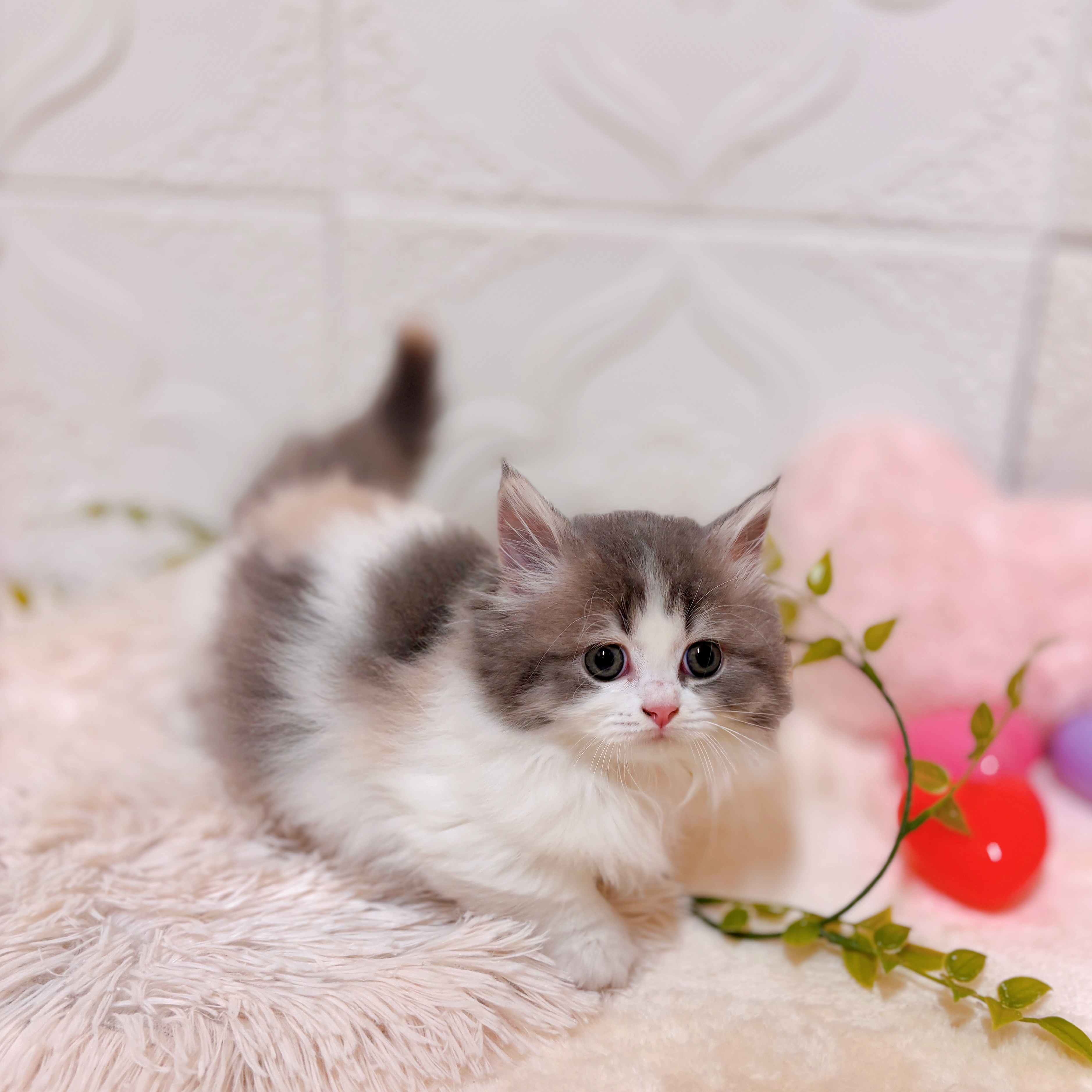 愛知県のミヌエット (犬の家＆猫の里岡崎店/2026年1月28日生まれ/女の子/ブルーパッチドタビーホワイト)の子猫の4枚目の画像