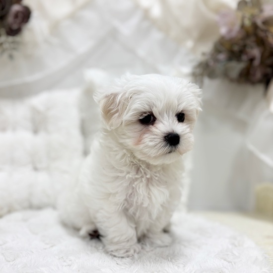 岐阜県のマルチーズ (犬の家＆猫の里カラフルタウン岐阜店/2026年1月31日生まれ/男の子/ホワイト)の子犬の4枚目の画像