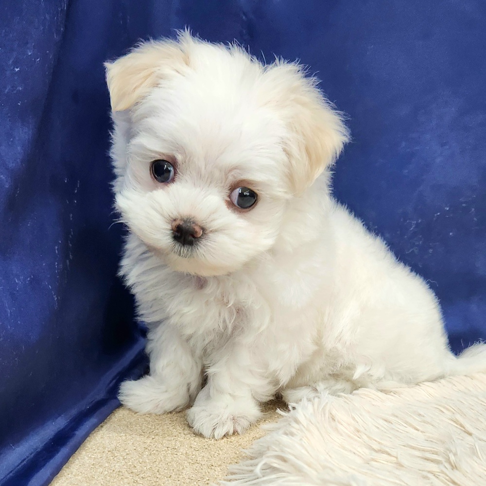 岐阜県のマルチーズ (犬の家＆猫の里中津川店/2026年1月31日生まれ/女の子/ホワイト)の子犬の4枚目の画像