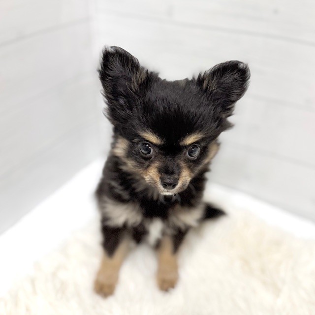 愛知県のチワワ(ロング) (犬の家＆猫の里豊田店/2026年1月31日生まれ/男の子/ブラックタンホワイト)の子犬の4枚目の画像