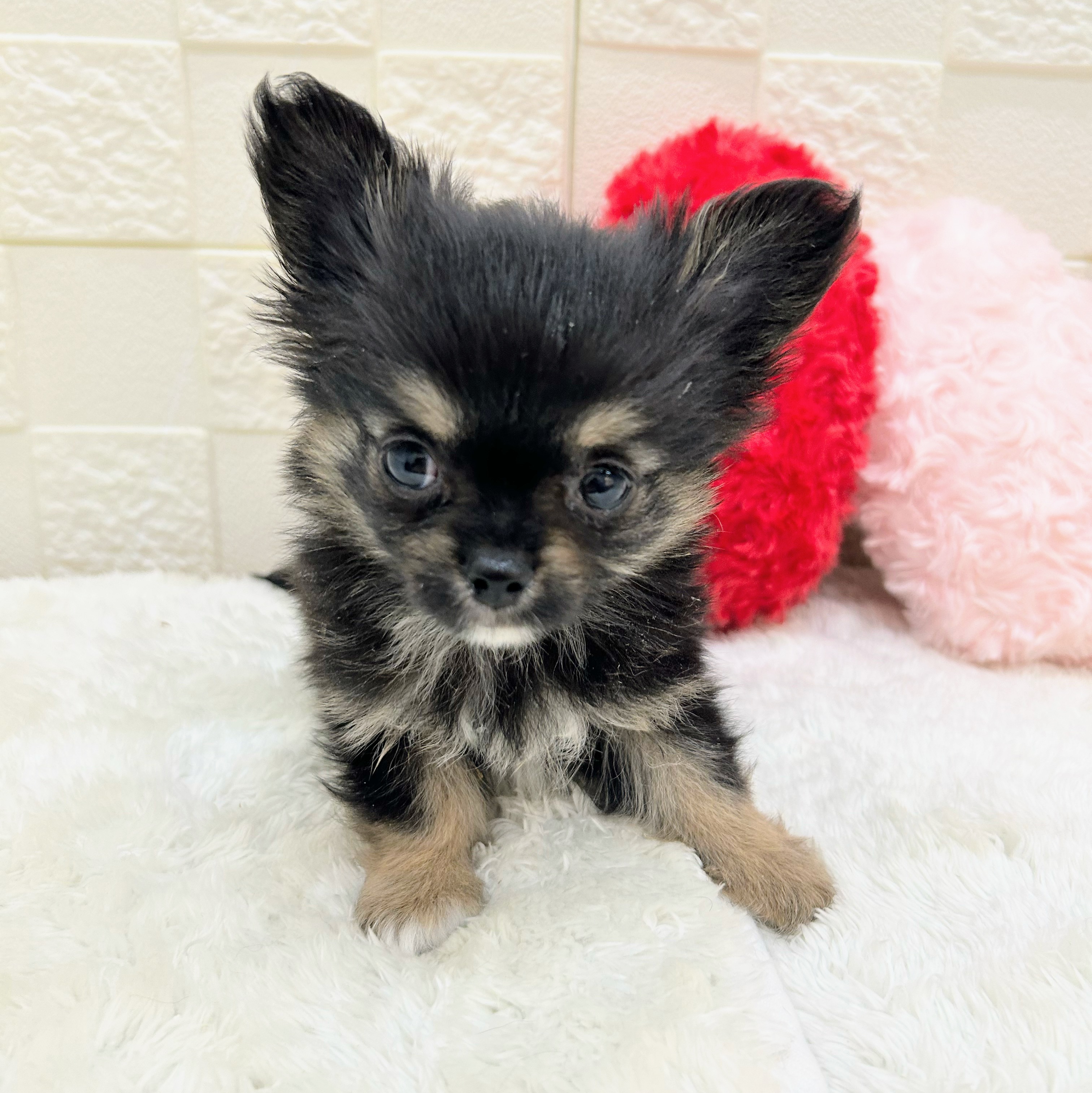 愛知県のチワワ(ロング) (犬の家＆猫の里アミーゴ神の倉店/2026年1月31日生まれ/男の子/ブラックタンホワイト)の子犬の4枚目の画像