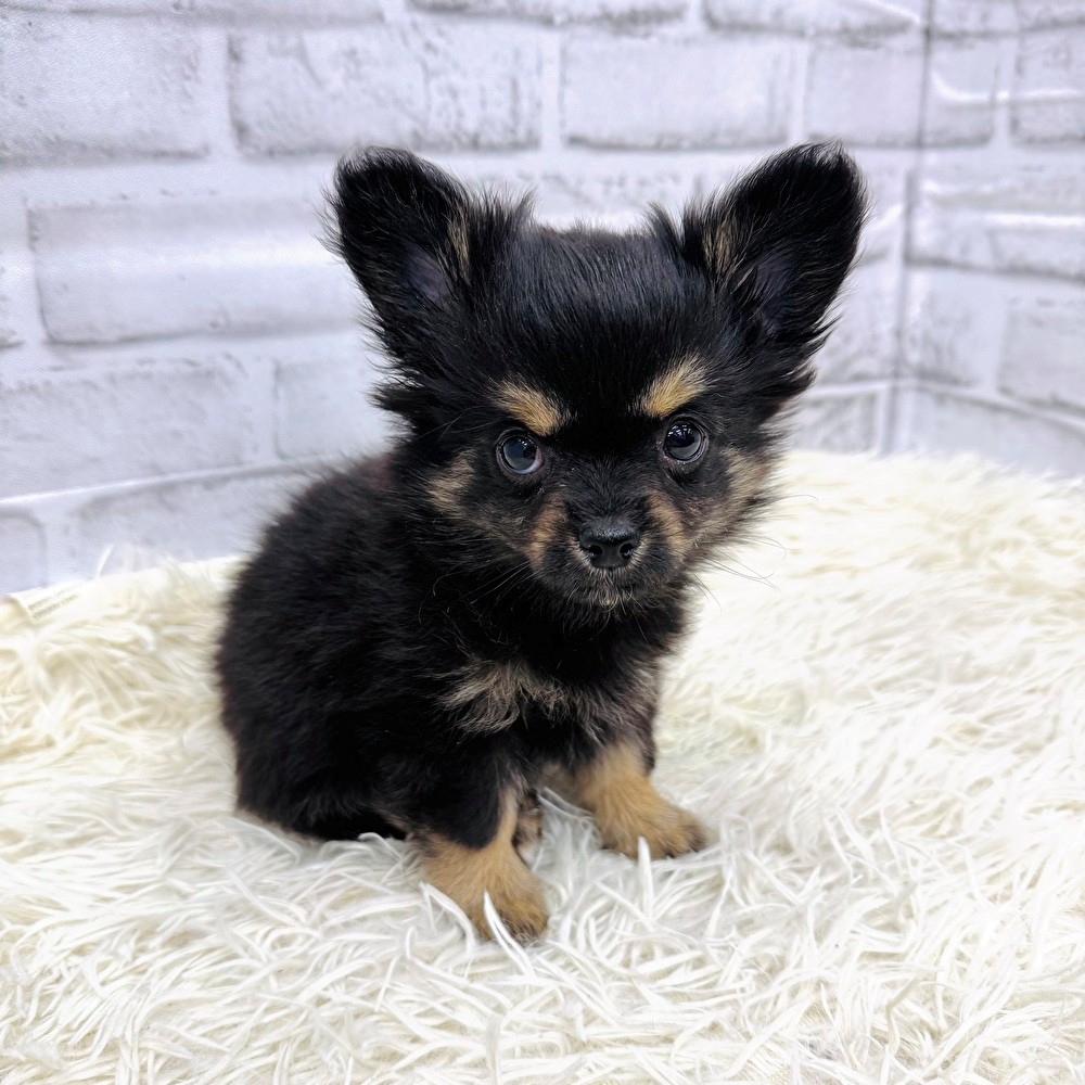 愛知県のチワワ(ロング) (犬の家＆猫の里MEGAドン・キホーテ東海名和店/2026年1月31日生まれ/男の子/ブラックタンホワイト)の子犬の4枚目の画像