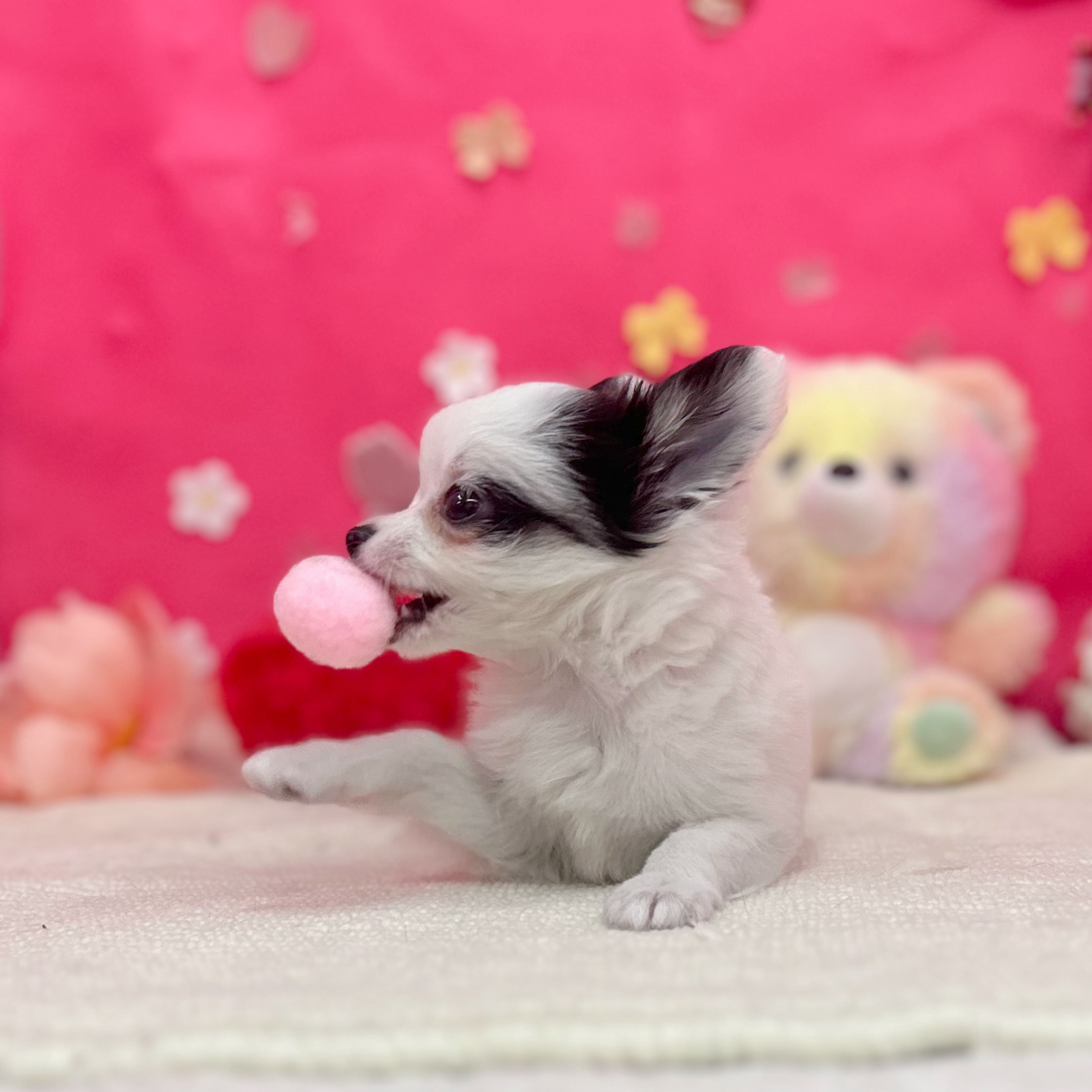 岐阜県のチワワ(ロング) (犬の家＆猫の里岐南店/2026年1月31日生まれ/男の子/ホワイトブラック)の子犬の4枚目の画像