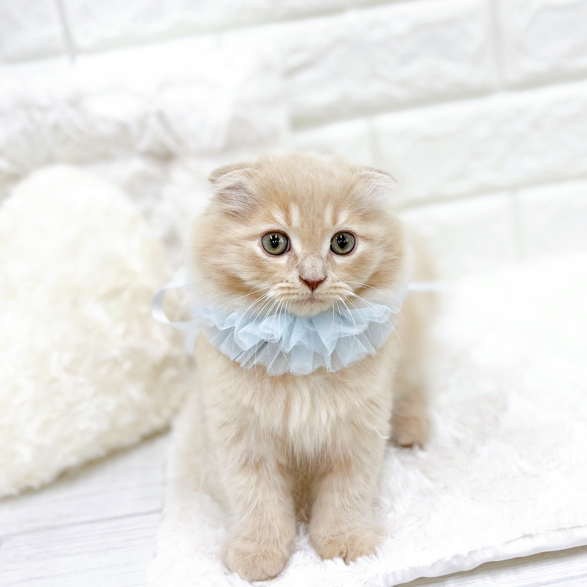 福井市(福井県)のスコティッシュフォールドの子猫を価格や特徴で探す