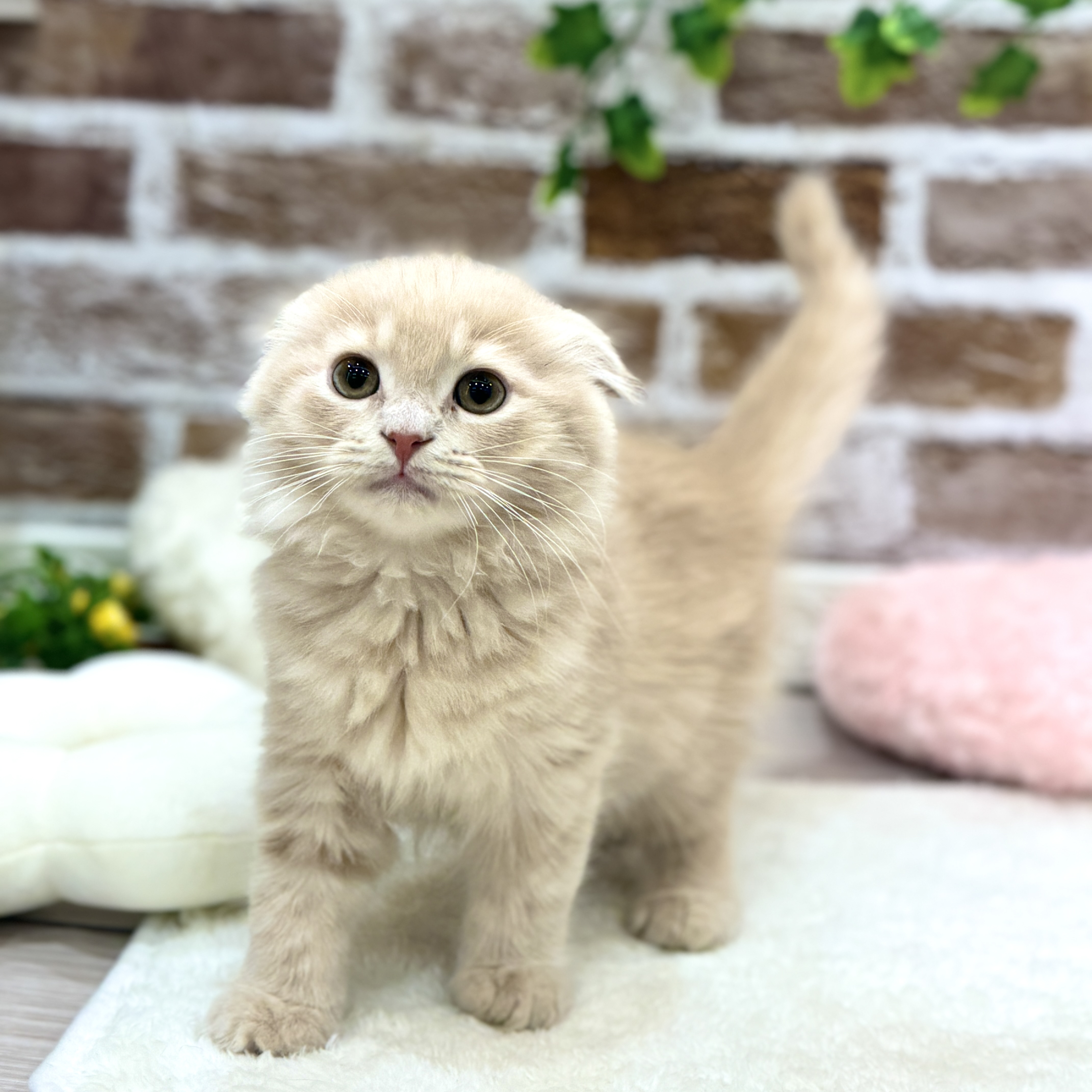三重県のスコティッシュフォールド (犬の家＆猫の里三重桑名店/2026年1月28日生まれ/男の子/クリームタビー)の子猫の4枚目の画像