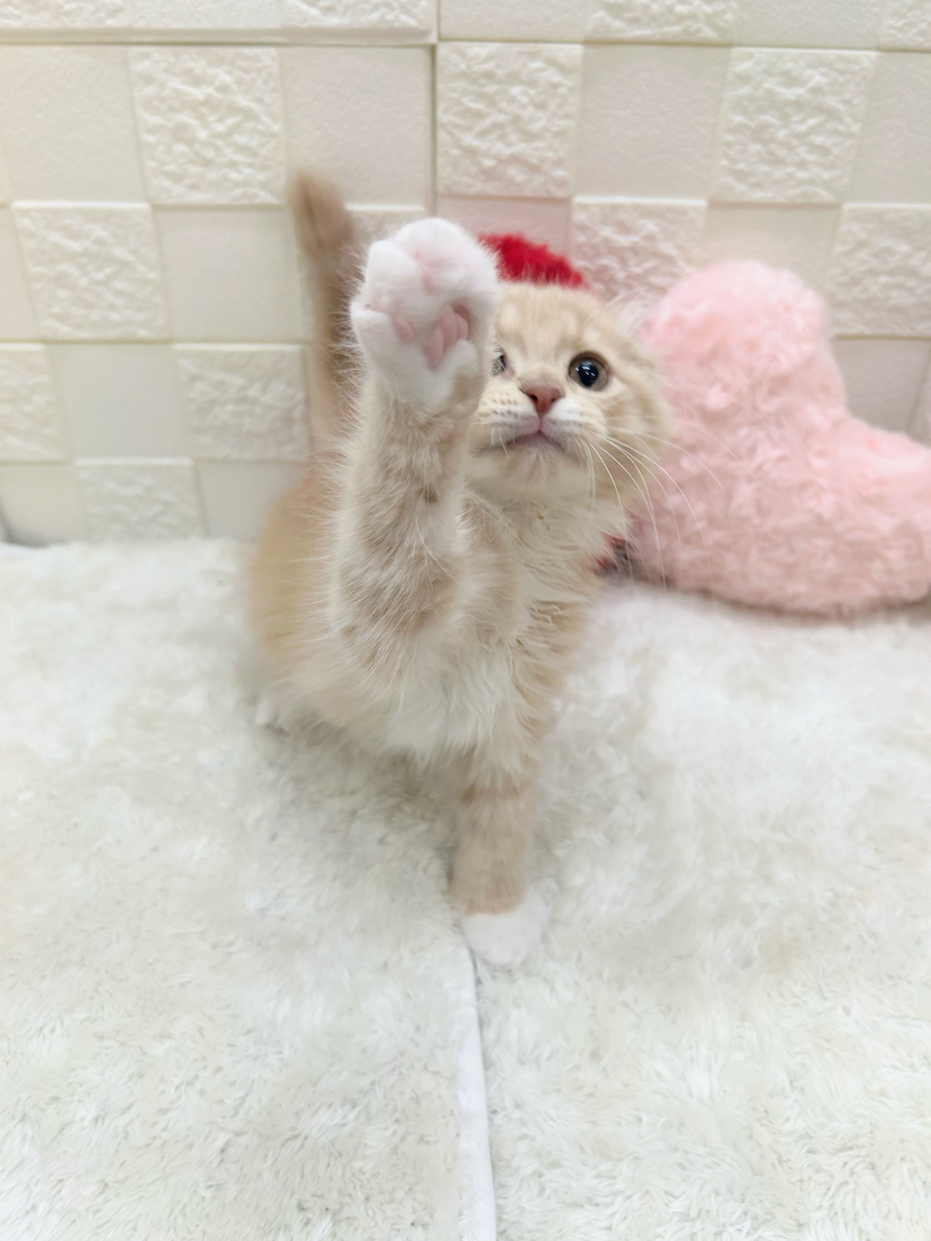 愛知県のスコティッシュフォールド (犬の家＆猫の里アミーゴ神の倉店/2026年1月28日生まれ/男の子/クリームタビーホワイト)の子猫の4枚目の画像