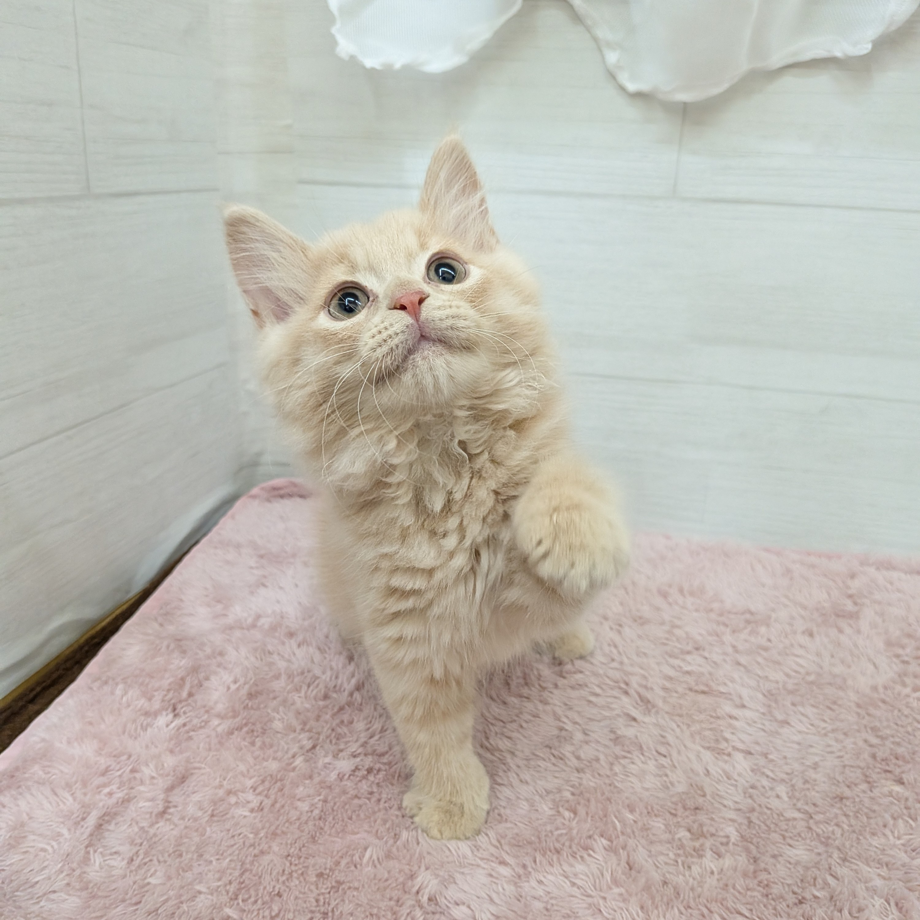 愛知県のスコティッシュフォールド (犬の家＆猫の里碧南店/2026年1月28日生まれ/男の子/クリームタビー)の子猫の4枚目の画像