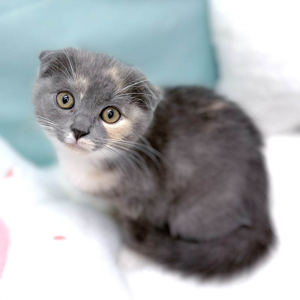 愛知県のスコティッシュフォールド (犬の家＆猫の里愛知刈谷店/2026年1月28日生まれ/女の子/ブルーパッチドタビーホワイト)の子猫の4枚目の画像