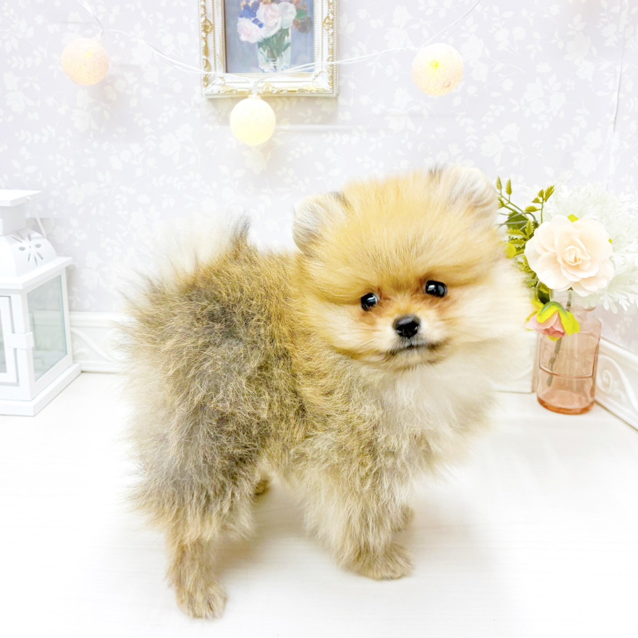 富山県のポメラニアン (犬の家＆猫の里アミーゴ山室店/2026年1月28日生まれ/男の子/オレンジ)の子犬の4枚目の画像