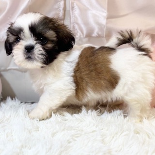 兵庫県のシーズー (犬の家＆猫の里カナート西神戸店/2026年1月26日生まれ/男の子/ホワイトゴールド)の子犬の4枚目の画像