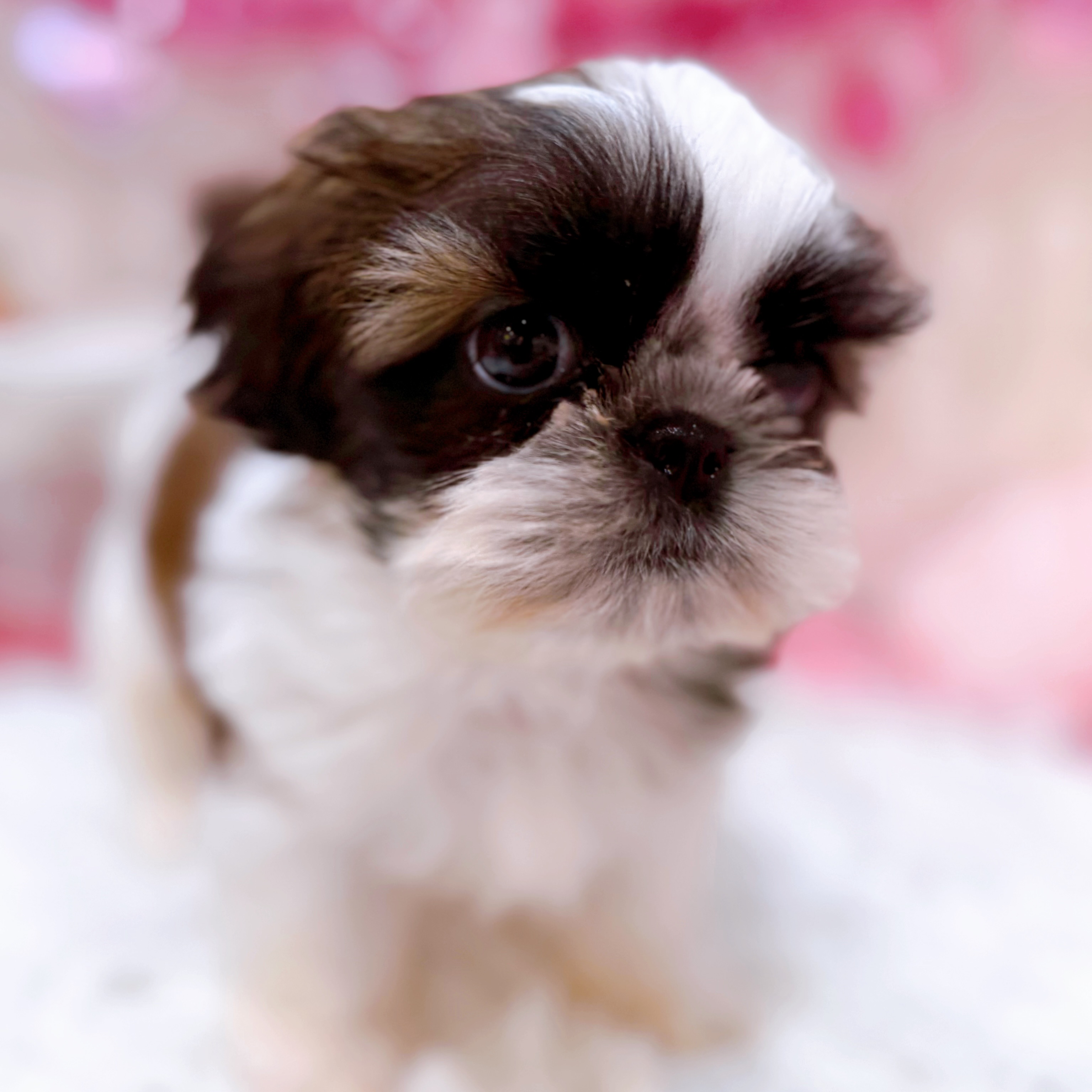 岡山県のシーズー (犬の家＆猫の里倉敷店/2026年1月26日生まれ/男の子/ゴールドホワイト)の子犬の4枚目の画像