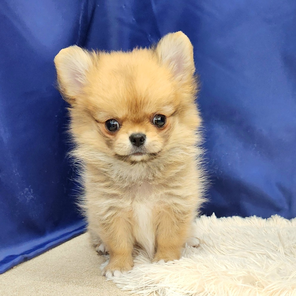 岐阜県のポメチワ/チワポメ/ポメチー(ポメラニアン×チワワ) (犬の家＆猫の里中津川店/2026年1月26日生まれ/女の子/オレンジ)の子犬の4枚目の画像