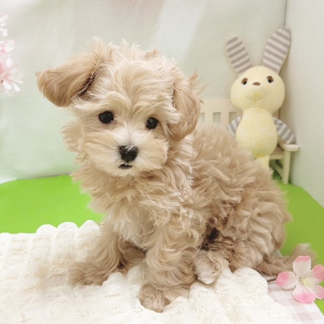 静岡県のマルプー(マルチーズ×プードル) (犬の家＆猫の里藤枝店/2026年1月26日生まれ/男の子/アプリコット)の子犬の4枚目の画像