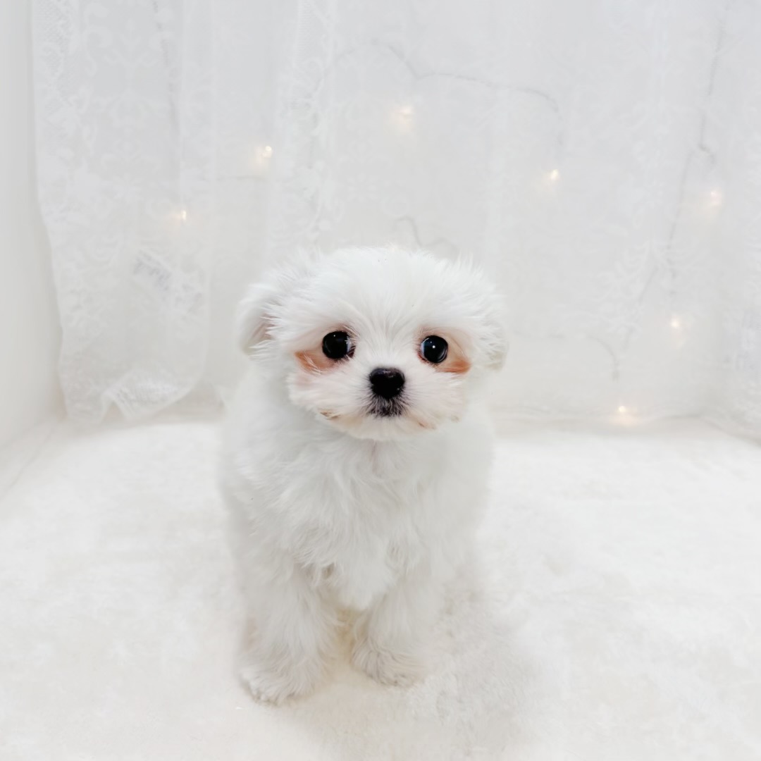 千葉県のチワマル/マルチワ(チワワ×マルチーズ) (犬の家＆猫の里BIGHOPガーデンモール印西店/2026年1月27日生まれ/男の子/クリーム)の子犬の4枚目の画像