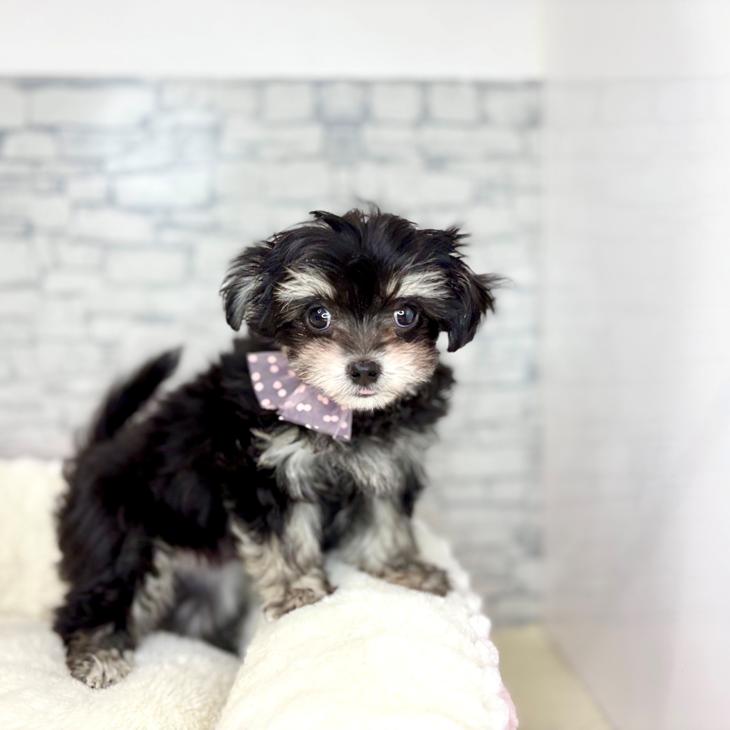 長野県のチワマル/マルチワ(チワワ×マルチーズ) (犬の家＆猫の里長野店/2026年1月27日生まれ/男の子/ブラッククリーム)の子犬の1枚目の画像