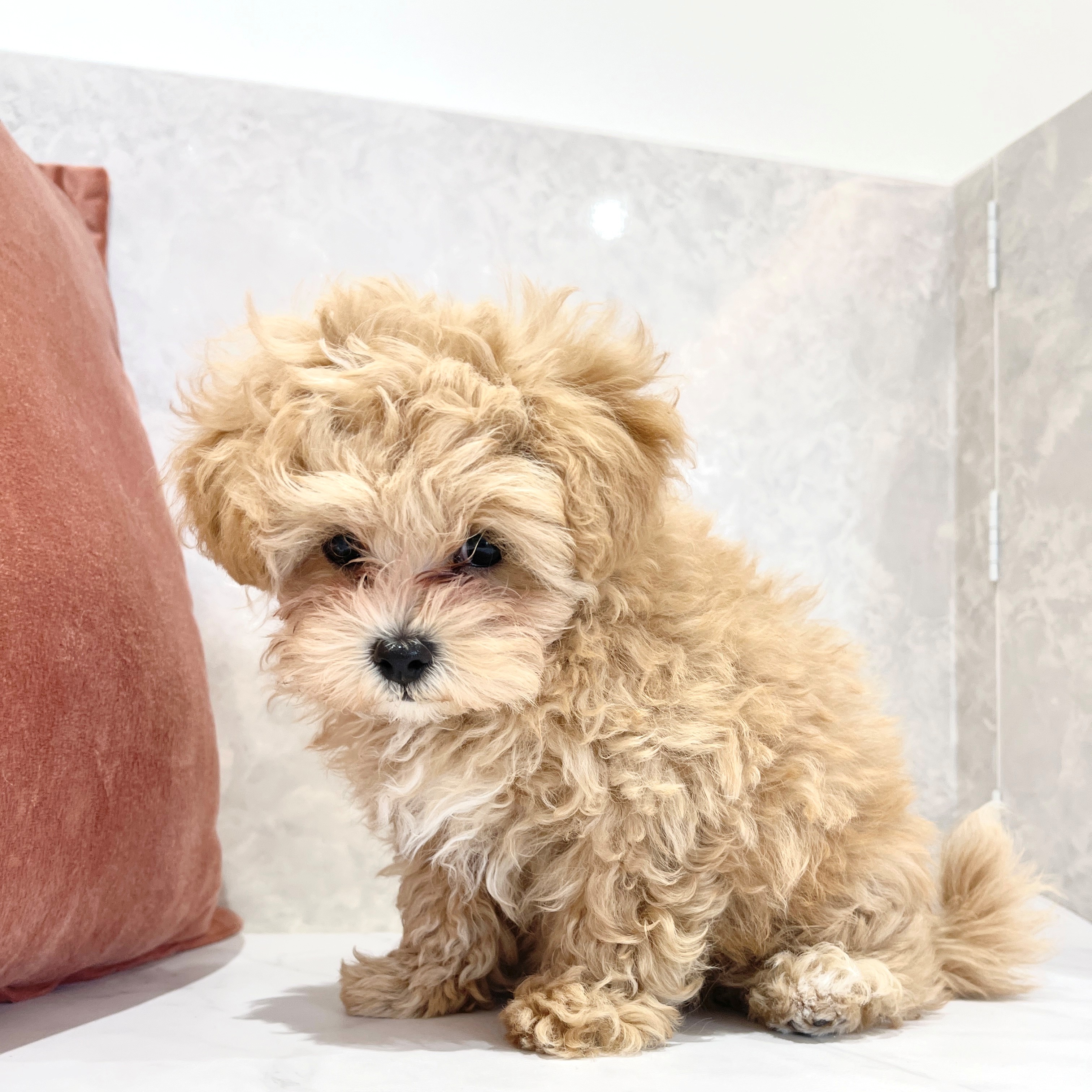 福岡県のマルプー(マルチーズ×プードル) (犬の家＆猫の里くりえいと宗像店/2026年1月31日生まれ/男の子/アプリコットホワイト)の子犬の4枚目の画像