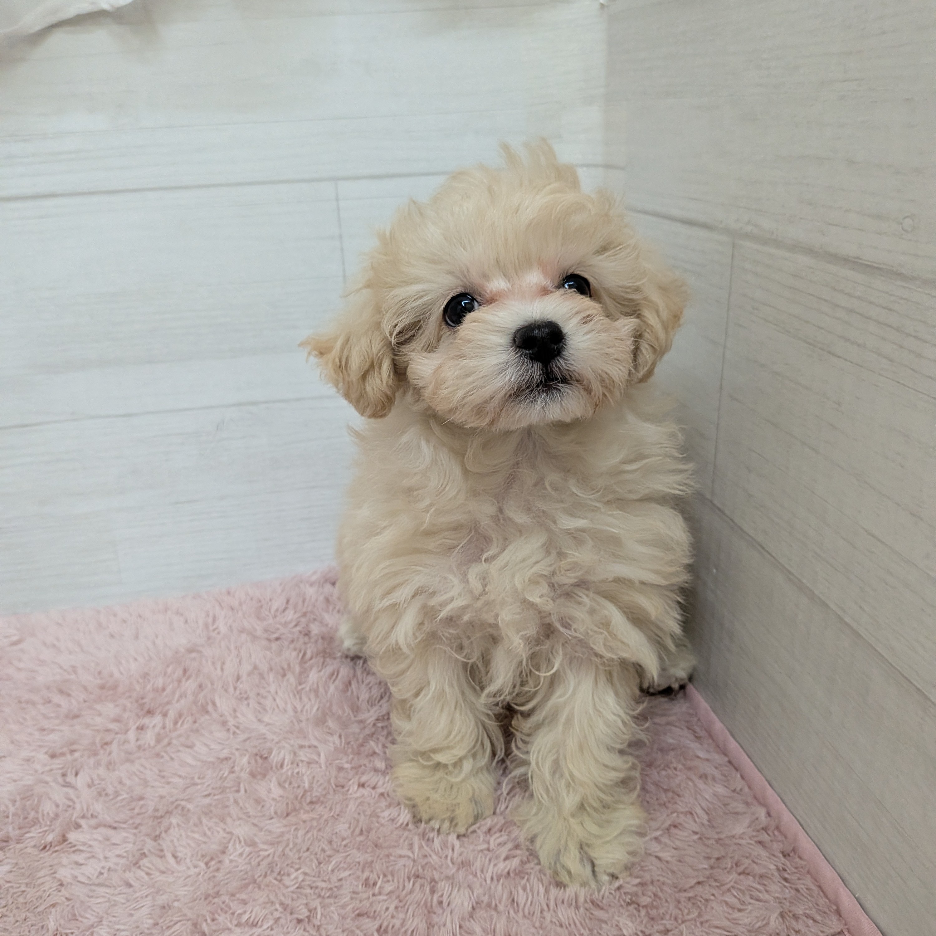 愛知県のマルプー(マルチーズ×プードル) (犬の家＆猫の里碧南店/2026年1月31日生まれ/女の子/クリーム)の子犬の4枚目の画像