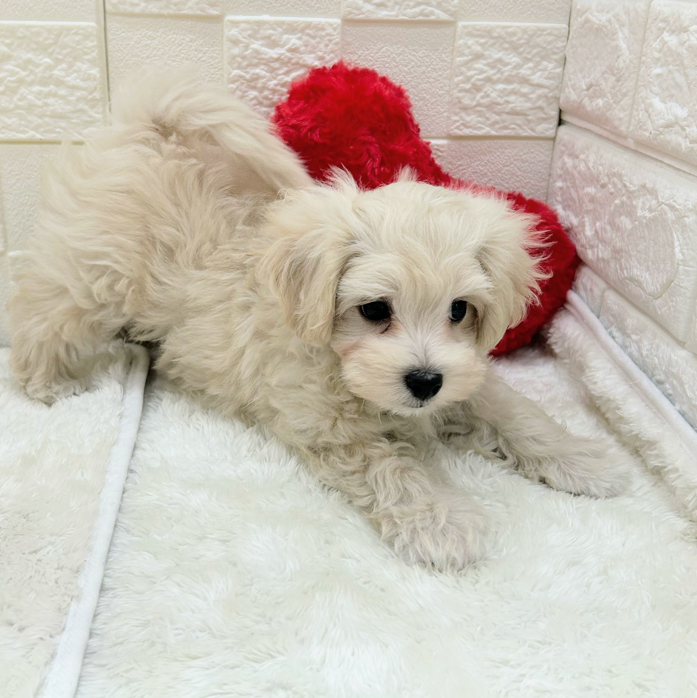 愛知県のマルプー(マルチーズ×プードル) (犬の家＆猫の里アミーゴ神の倉店/2026年1月31日生まれ/男の子/クリームホワイト)の子犬の4枚目の画像