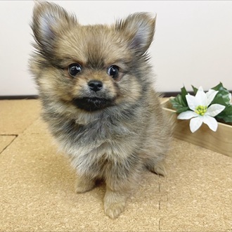 静岡県のポメチワ/チワポメ/ポメチー(ポメラニアン×チワワ) (犬の家＆猫の里マークイズ静岡店/2026年1月29日生まれ/女の子/オレンジセーブル)の子犬の1枚目の画像