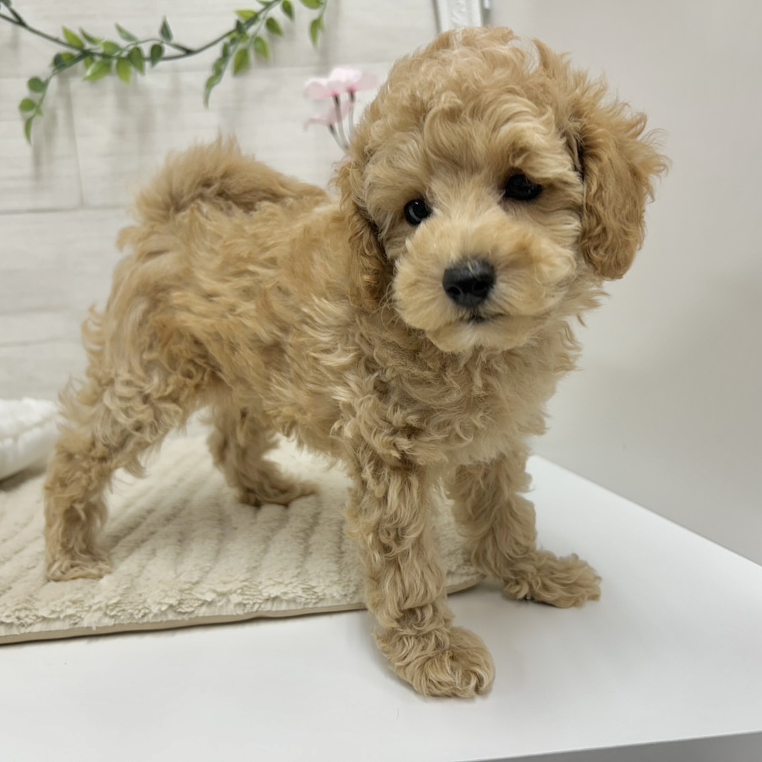 神奈川県のトイプードル(トイ) (犬の家＆猫の里相模原店/2026年2月1日生まれ/男の子/オレンジフォーン)の子犬の4枚目の画像