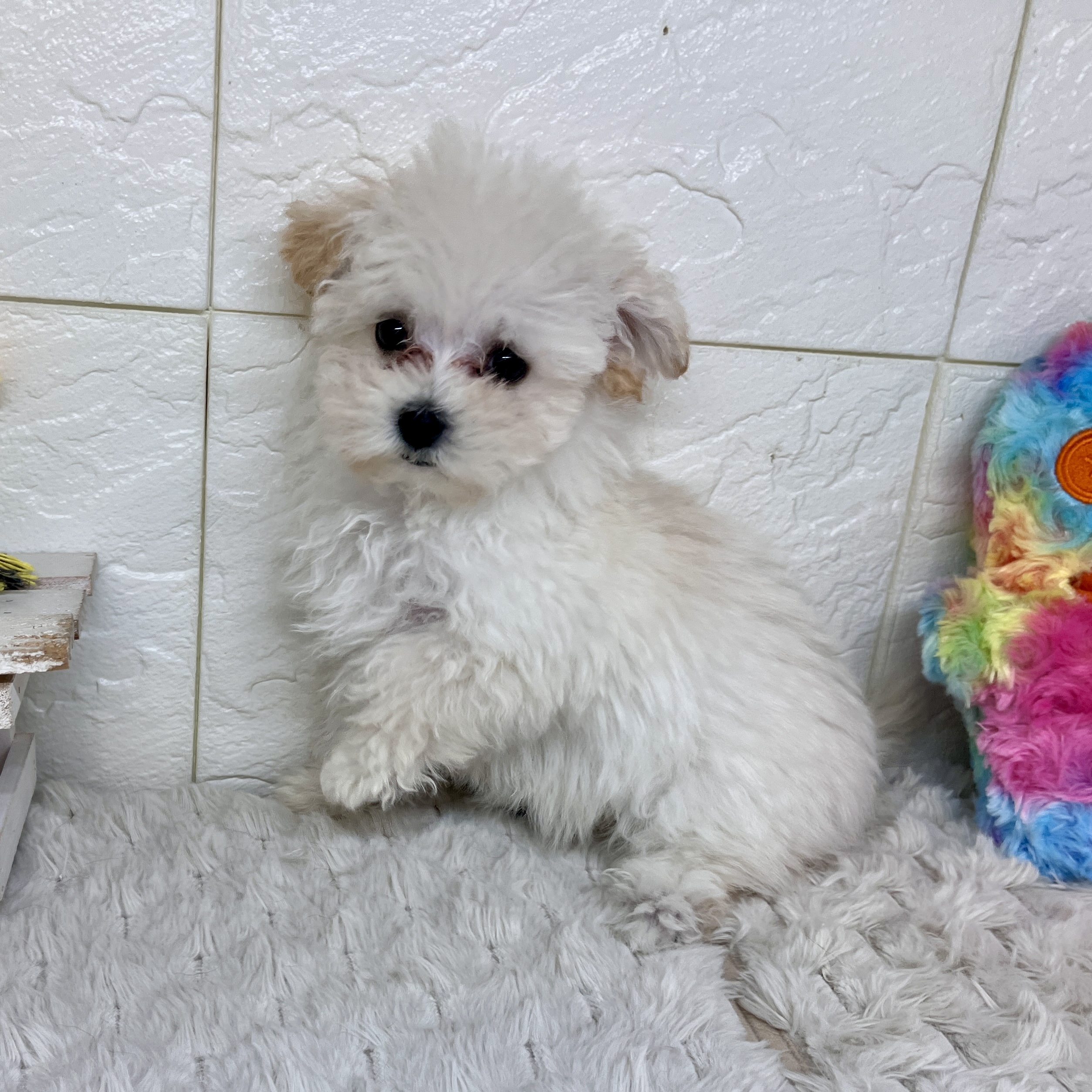 兵庫県のマルプー(マルチーズ×プードル) (犬の家＆猫の里ゆめタウン姫路店/2026年2月1日生まれ/女の子/ホワイト)の子犬の4枚目の画像
