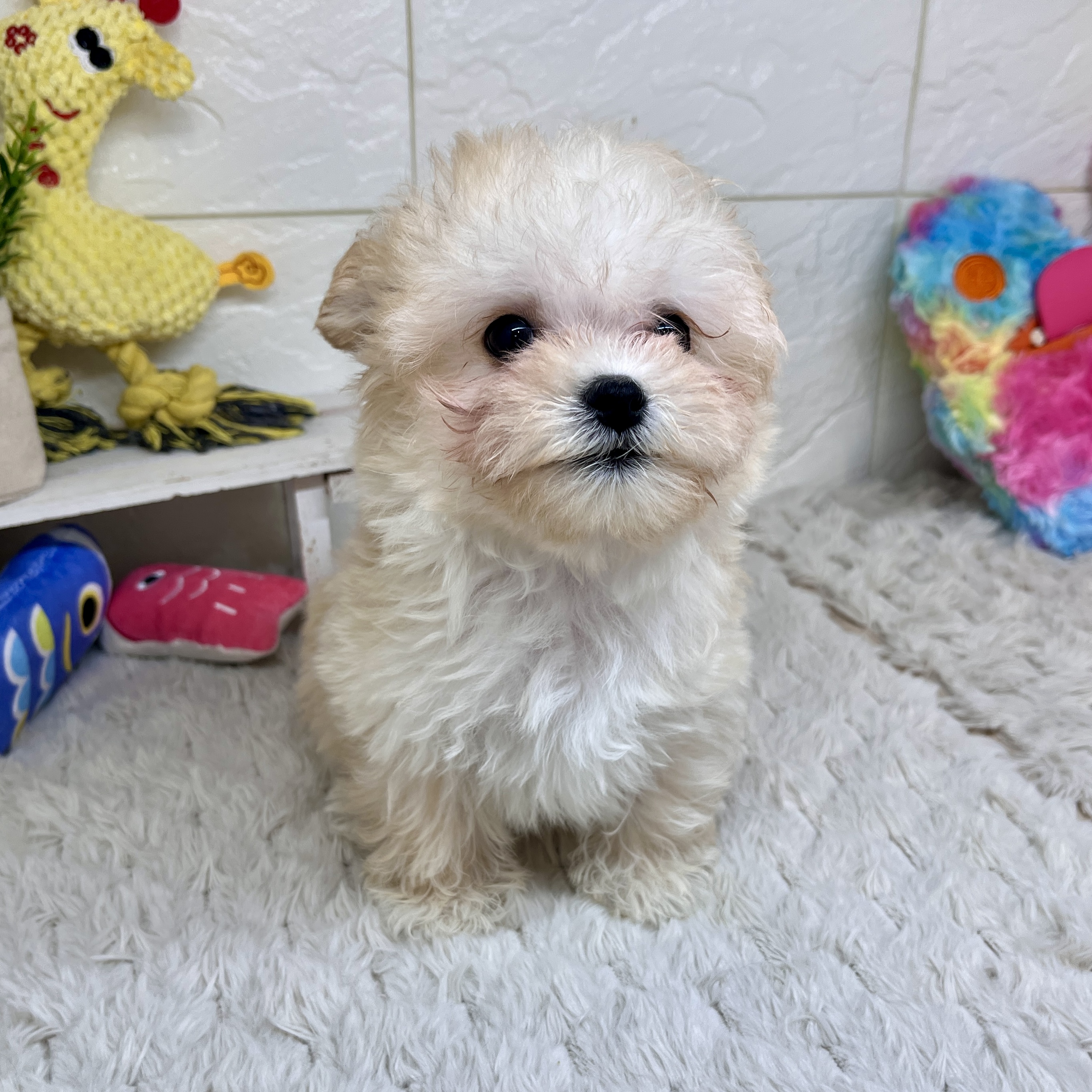 兵庫県のマルプー(マルチーズ×プードル) (犬の家＆猫の里ゆめタウン姫路店/2026年2月1日生まれ/男の子/クリーム)の子犬の4枚目の画像