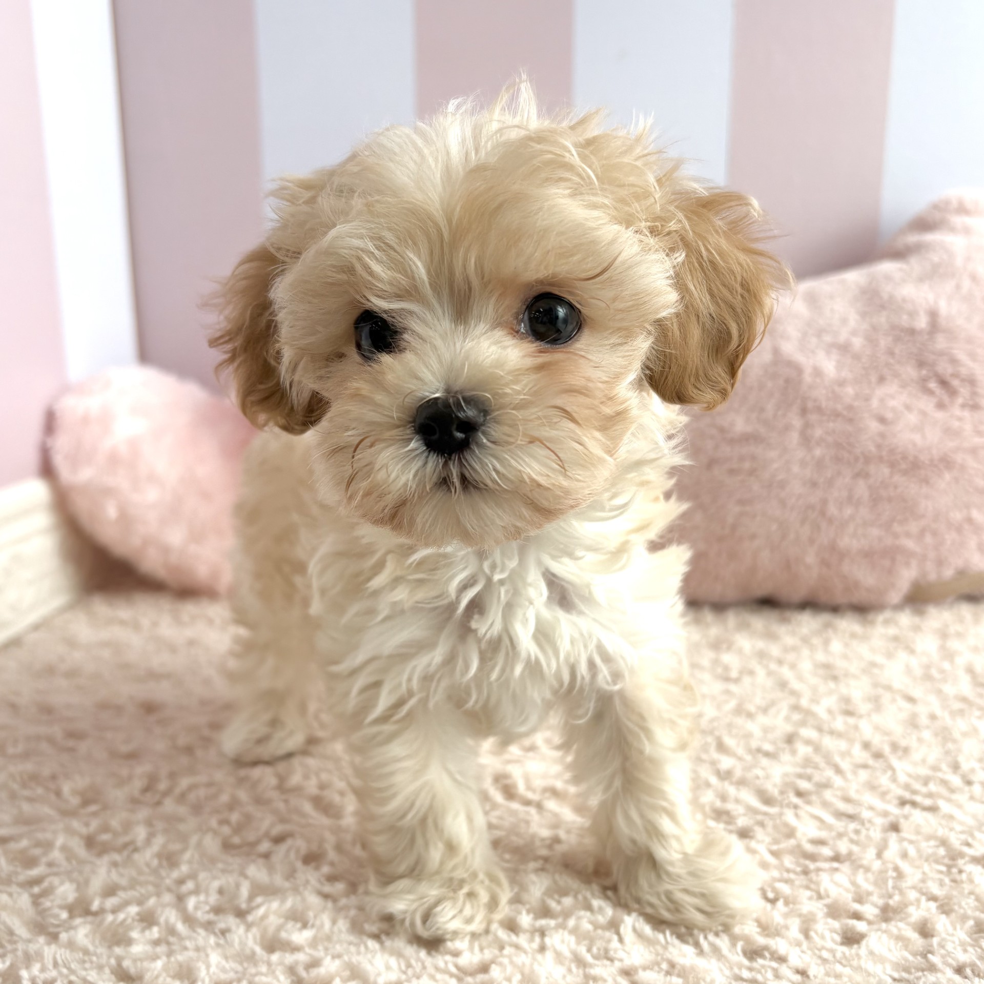 岡山県のマルプー(マルチーズ×プードル) (犬の家＆猫の里倉敷中庄店/2026年1月30日生まれ/男の子/クリーム)の子犬の4枚目の画像