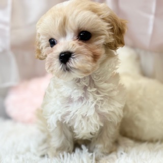 兵庫県のマルプー(マルチーズ×プードル) (犬の家＆猫の里カナート西神戸店/2026年1月30日生まれ/女の子/クリーム)の子犬の4枚目の画像