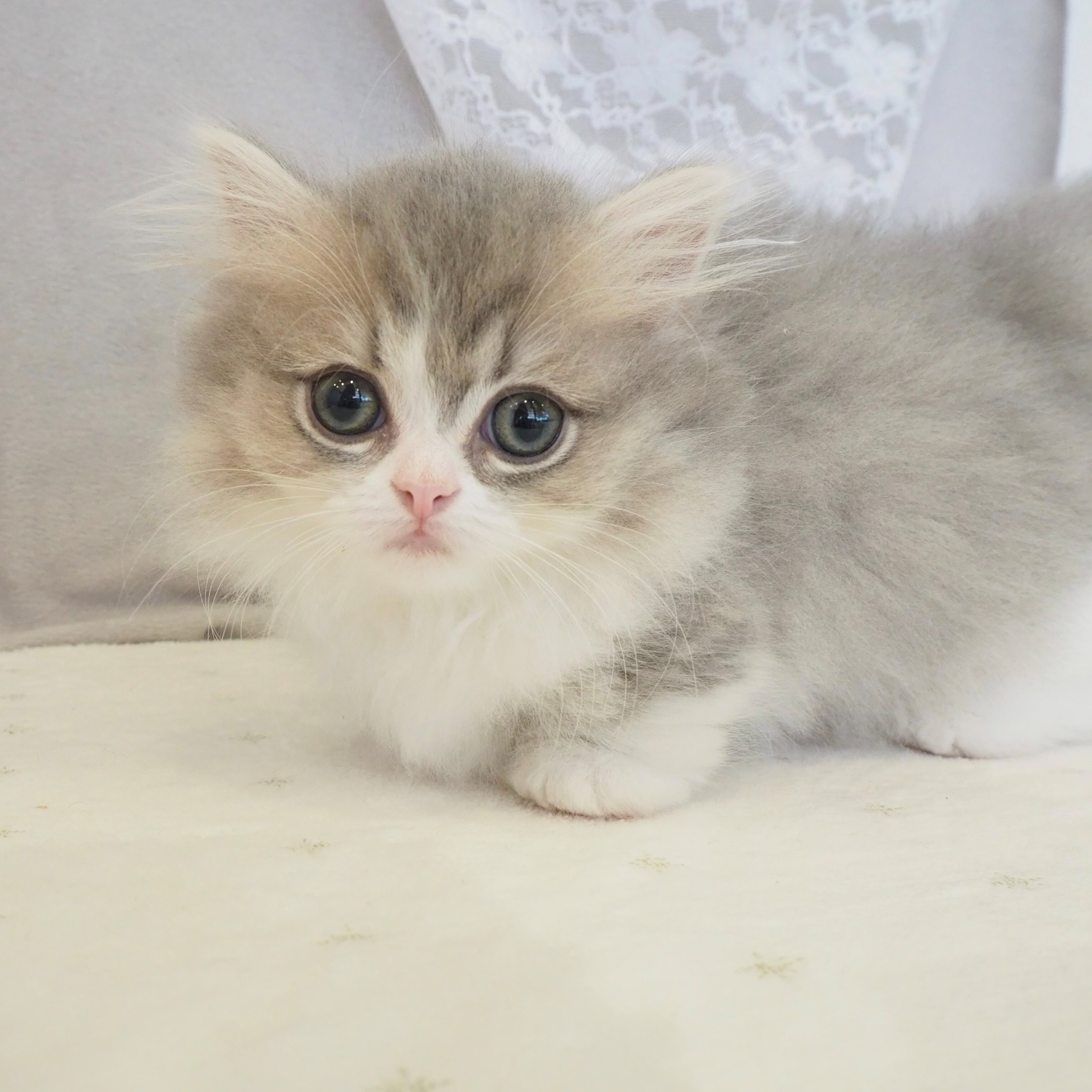 大阪府のミヌエット (犬の家＆猫の里もりのみやキューズモールBASE店/2026年1月25日生まれ/女の子/ブルータビーホワイト)の子猫の4枚目の画像